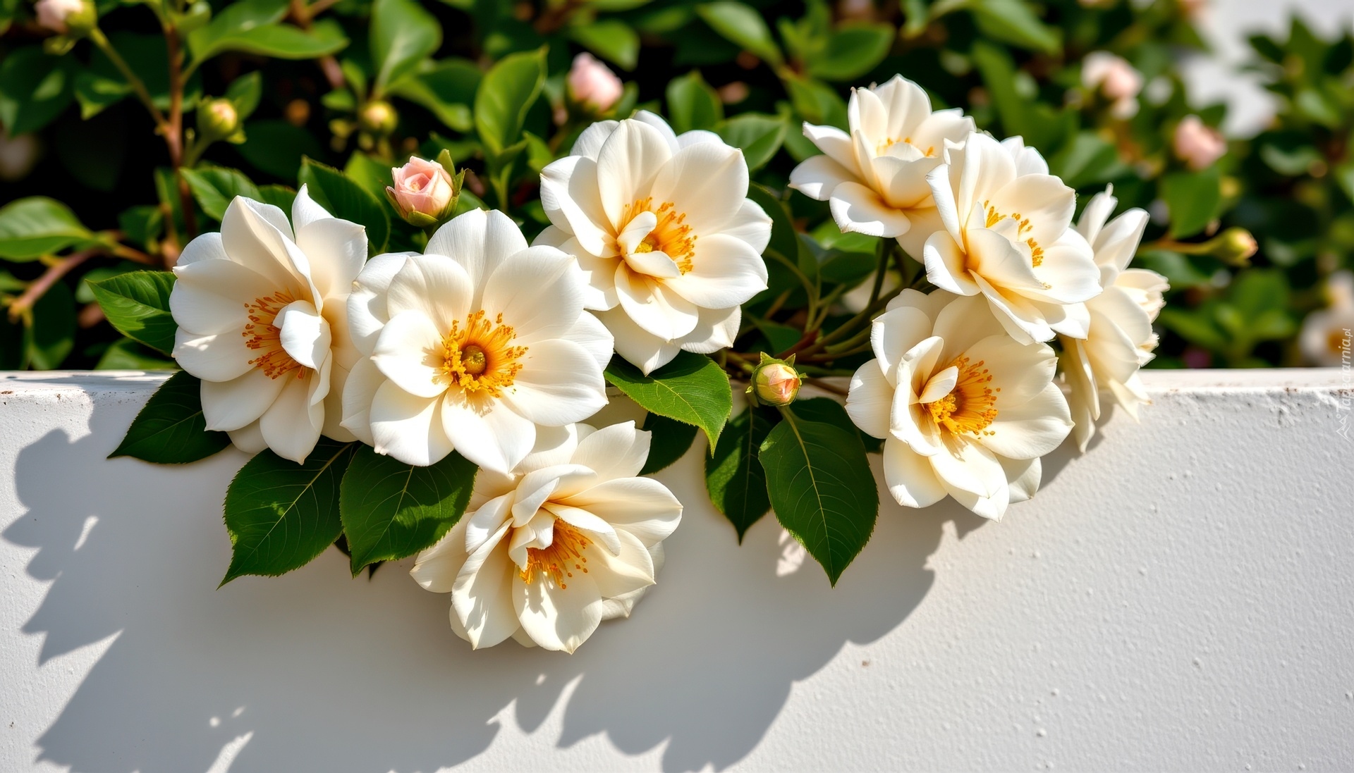 Kamelia, Białe, Kwiaty, Ściana, Grafika AI