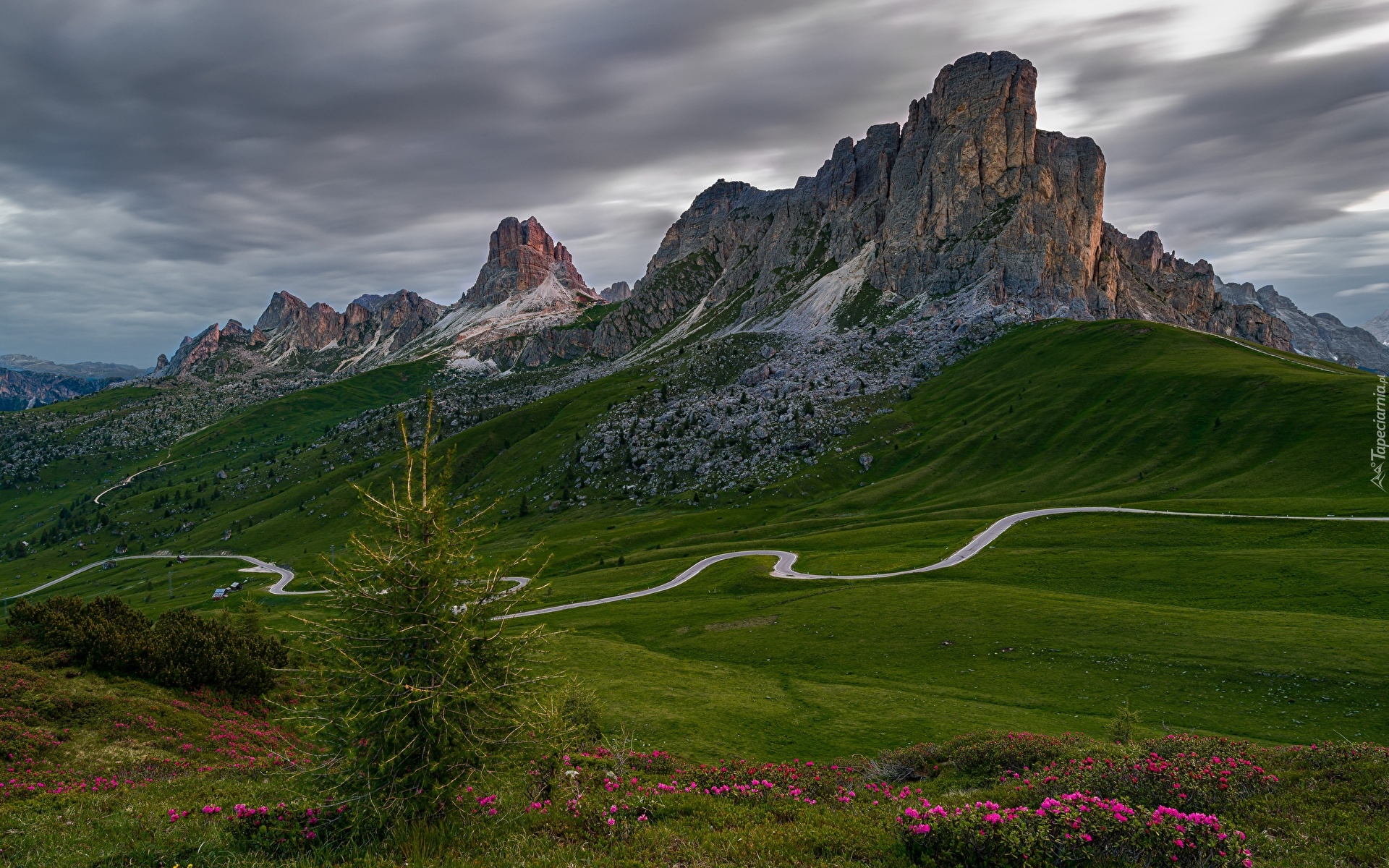 Giau Pass, Góry, Góra Ra Gusela, Dolomity, Kręta, Droga, Łąki, Drzewo, Kwiaty, Belluno, Włochy