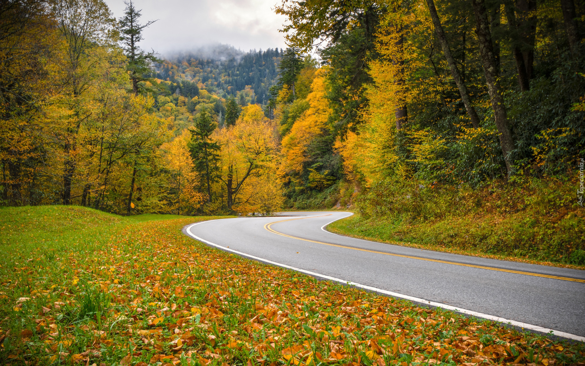 Jesień, Droga, Zakręt, Las, Kolorowe, Drzewa, Opadłe, Liście, Trawa, Góry, Park Narodowy Great Smoky Mountains, Stan Tennessee, Stany Zjednoczone