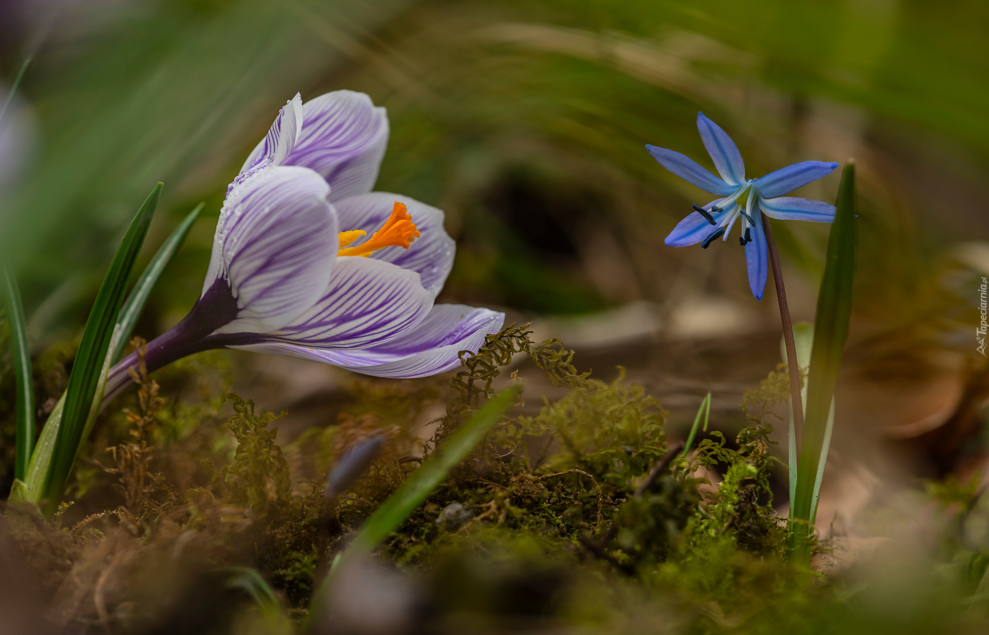 Kwiaty, Krokus, Cebulica syberyjska, Mech