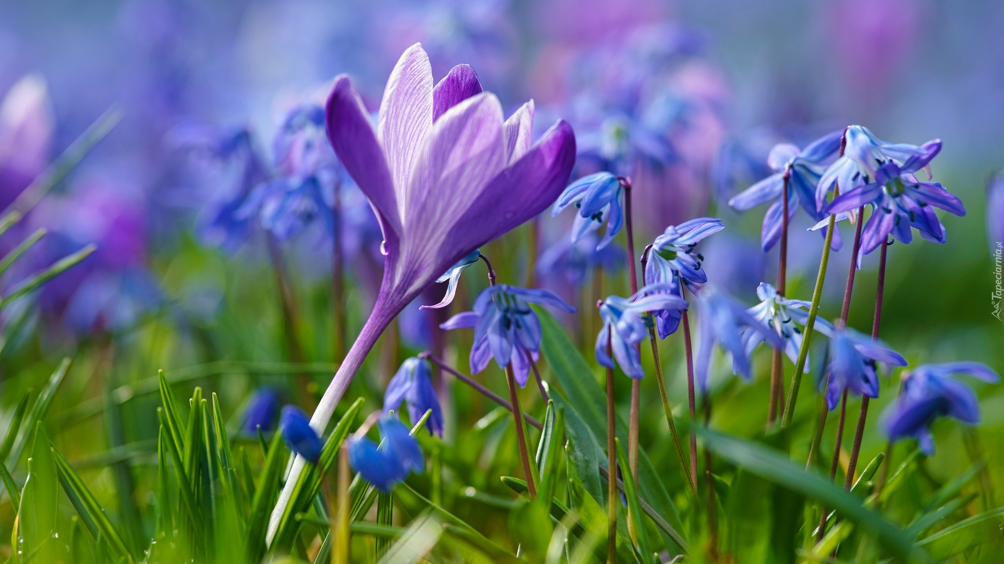 Kwiaty, Krokus, Cebulice syberyjskie, Trawa, Rozmycie