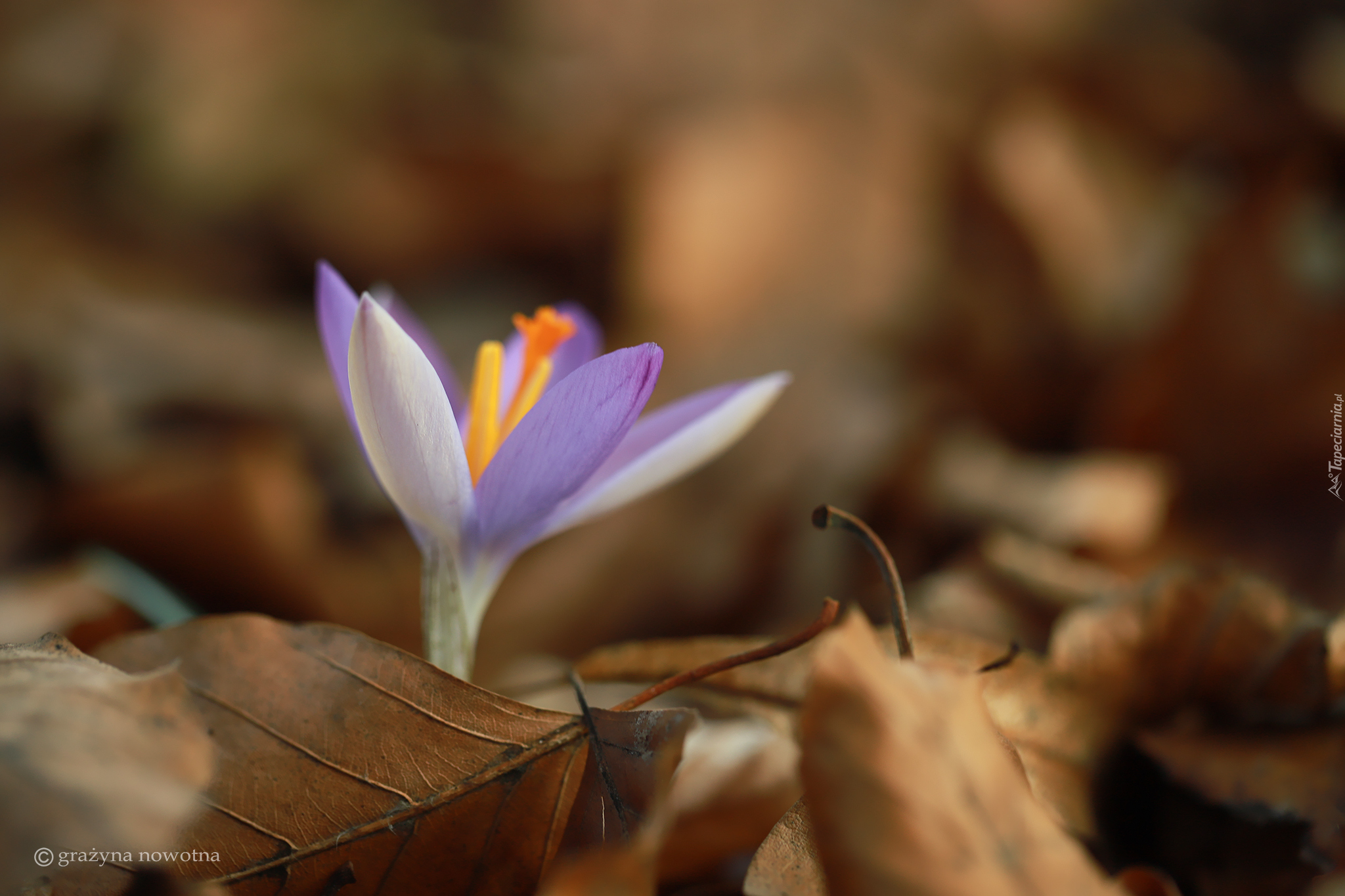 Fioletowy, Krokus, Brązowe, Liście