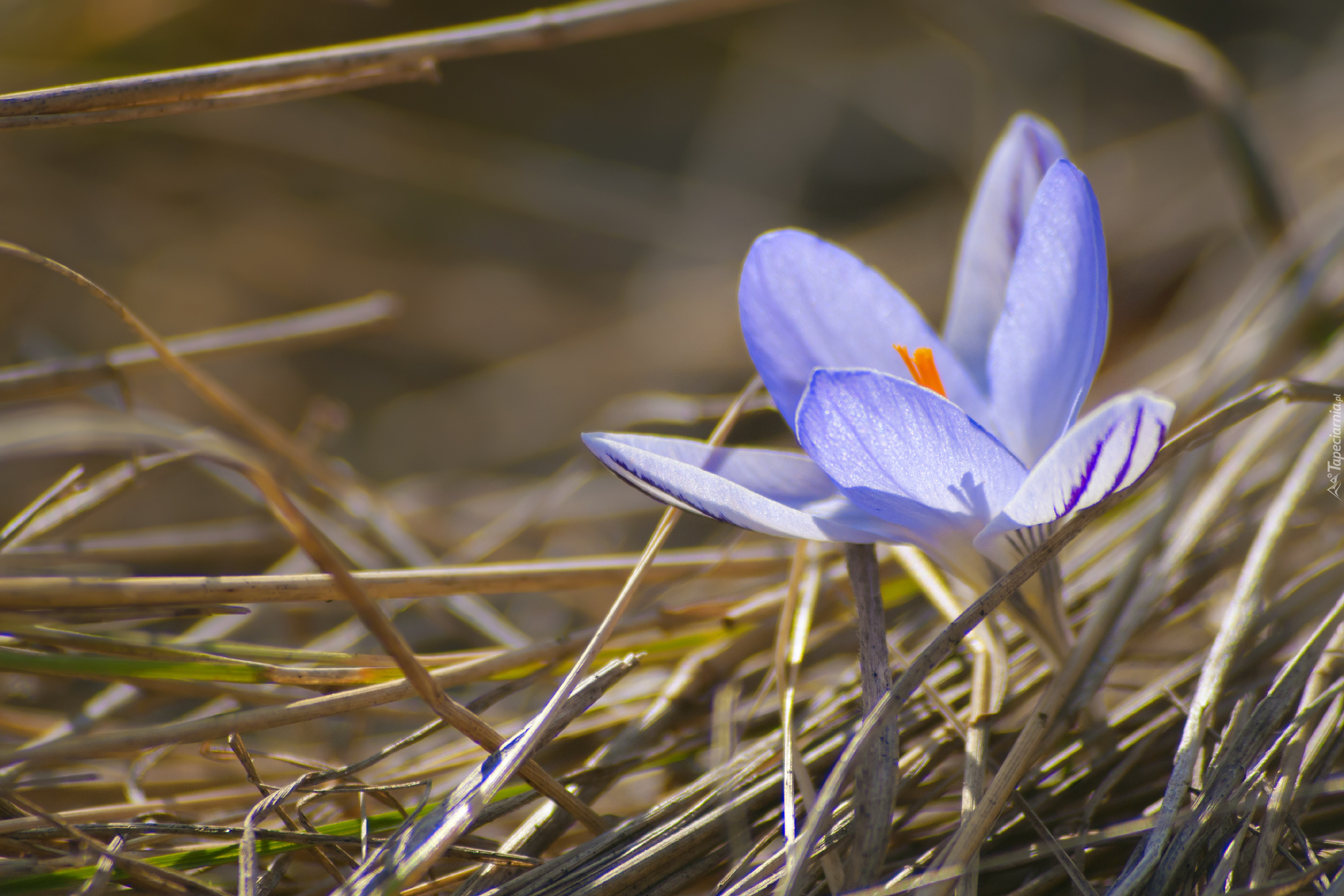 Krokus, Kwiat, Sucha, Trawa