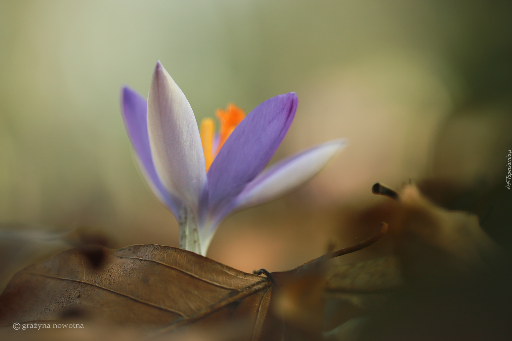 Fioletowy, Krokus, Suche, Liście