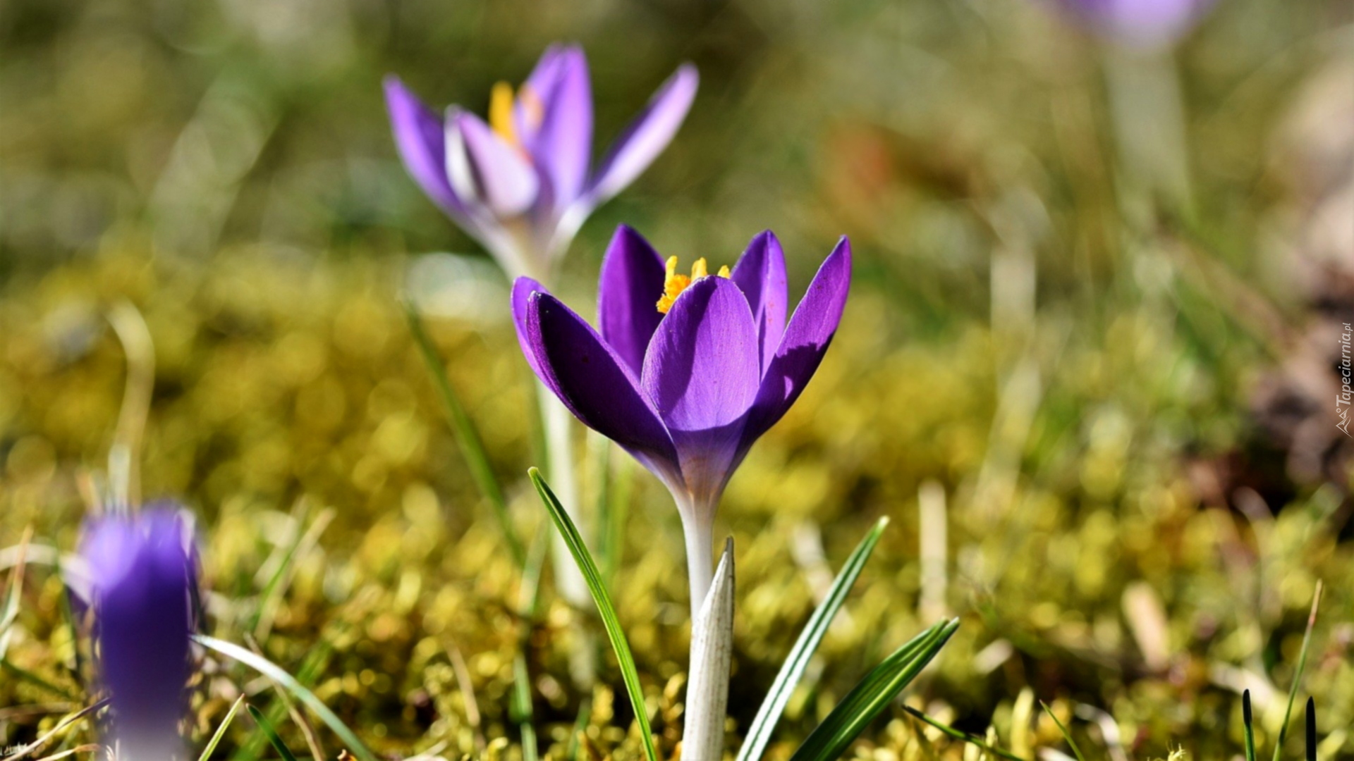 Fioletowy, Krokus, Trawa, Rozmyte tło