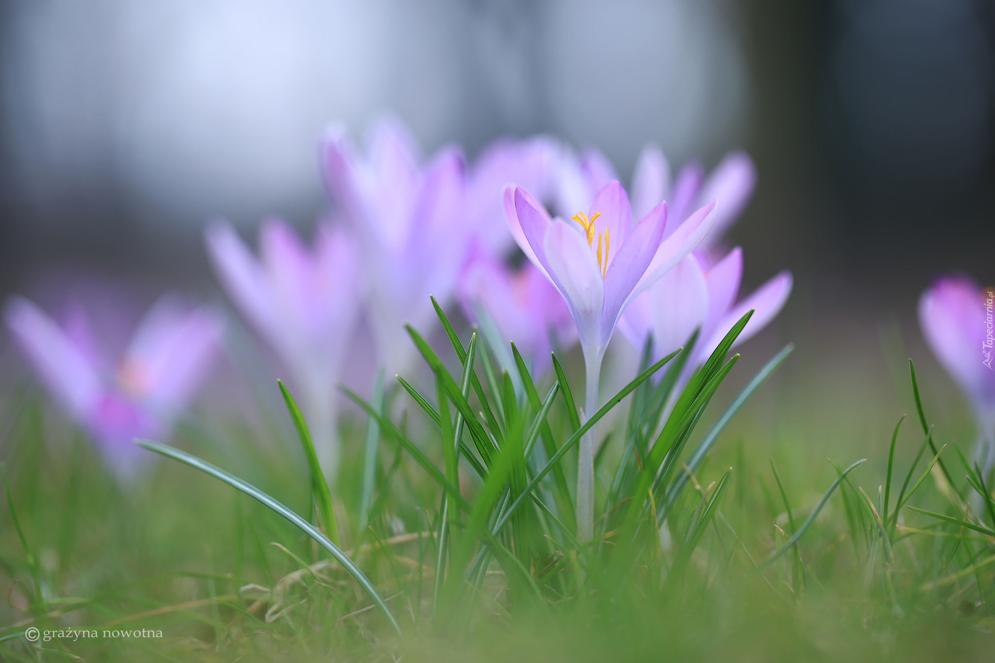 Krokus, Fioletowy, Kwiat, Zbliżenie