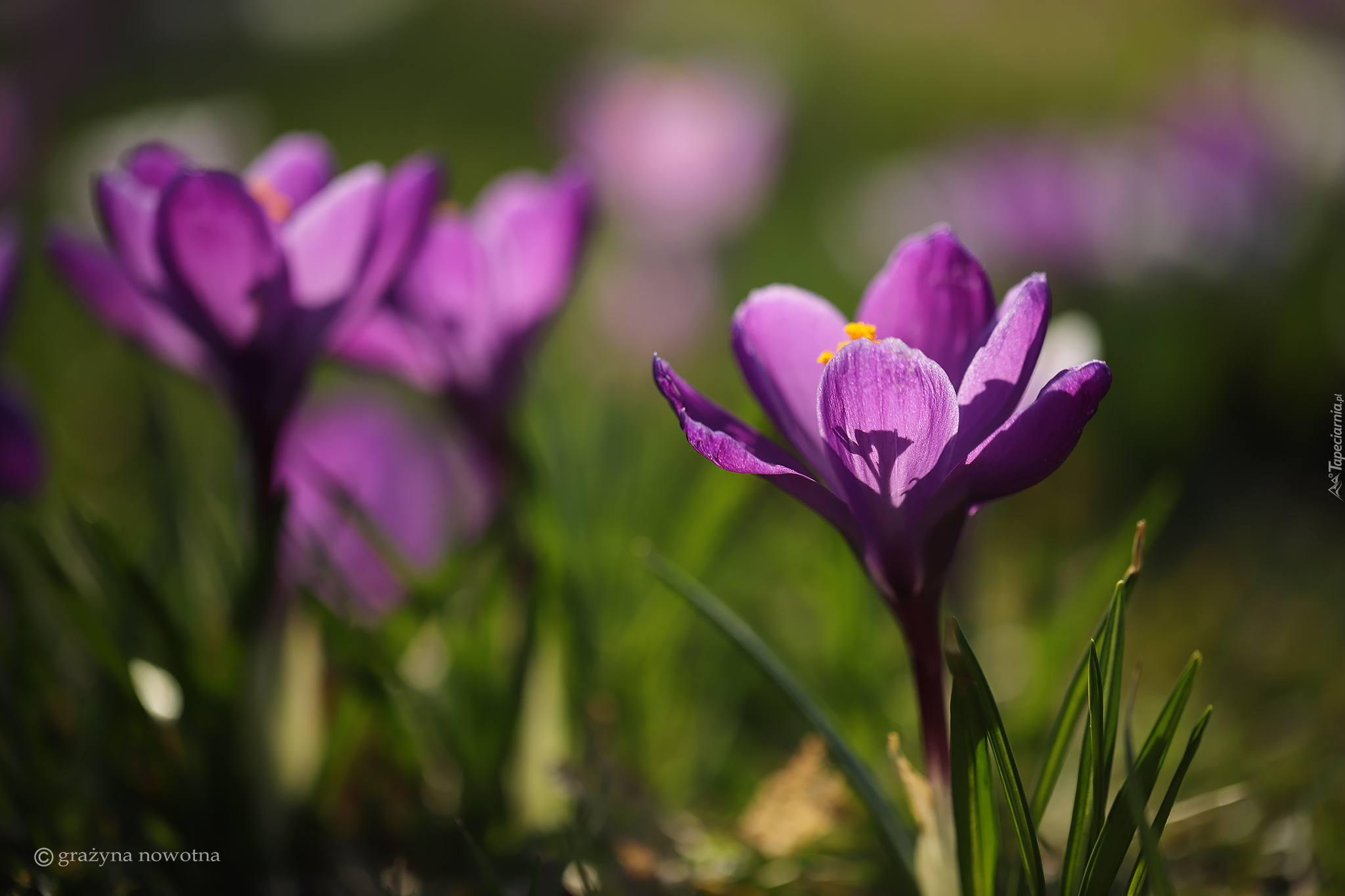 Fioletowy, Kwiat, Krokus, Rozmyte tło