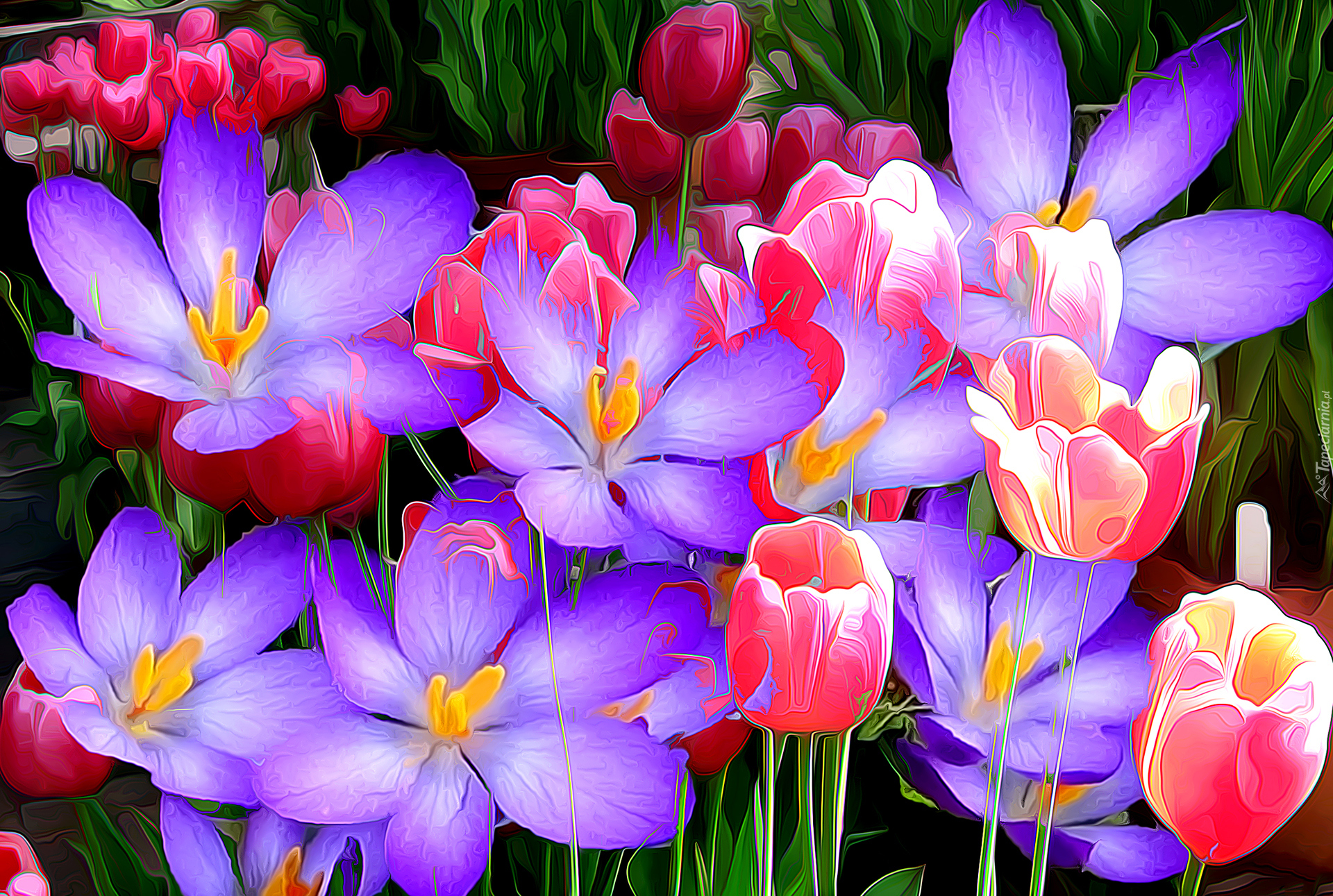 Kwiaty, Krokusy, Tulipany, Fractalius