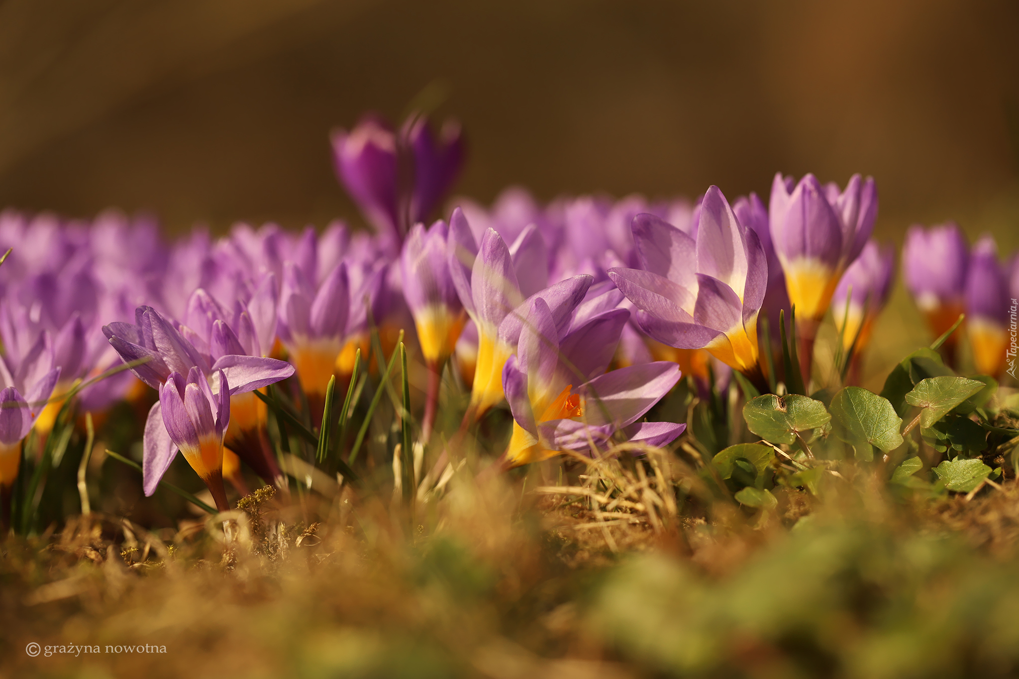 Liliowe, Krokusy, Kwiaty, Kępa