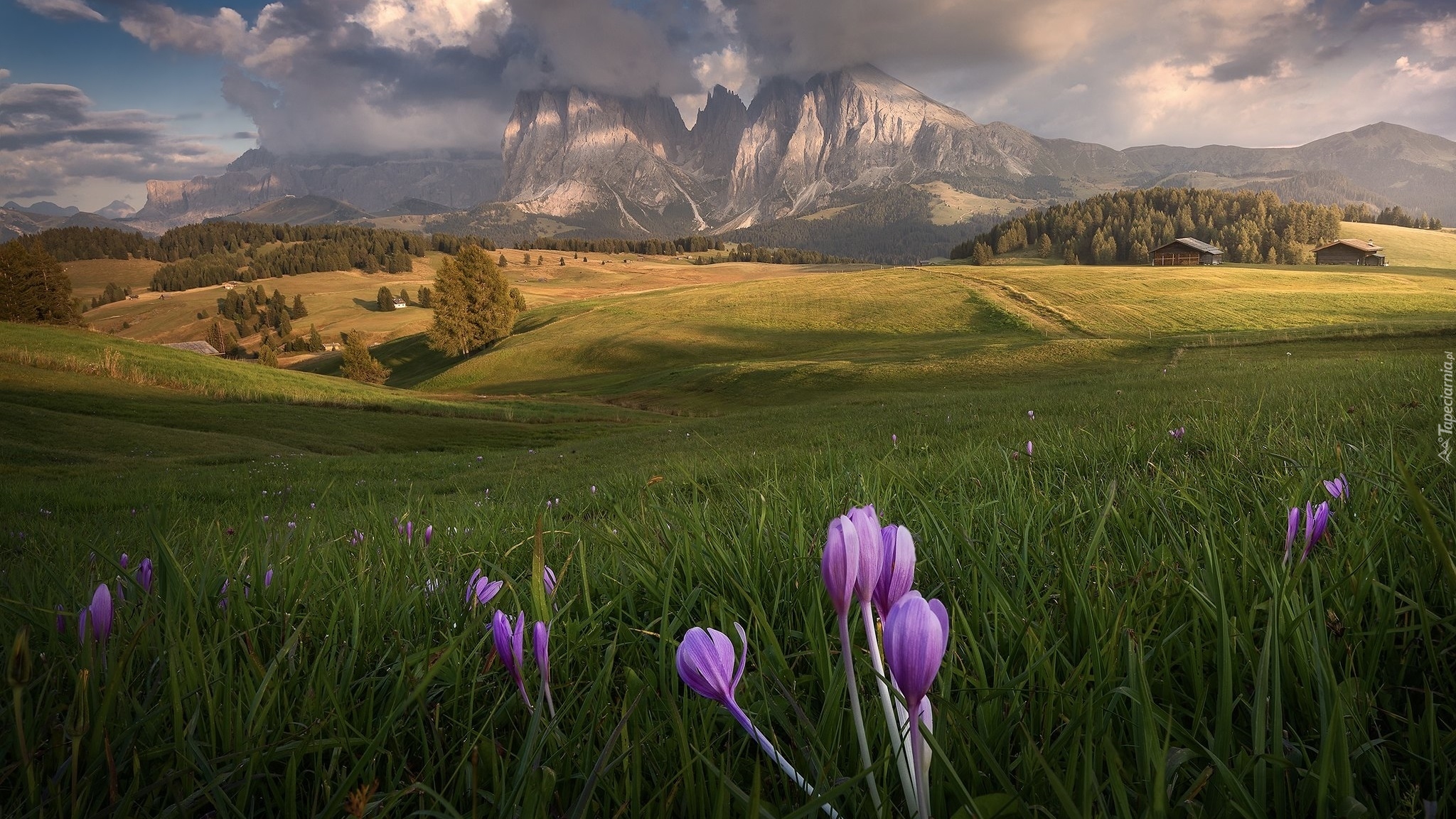 Kwiaty, Krokusy, Łąka, Dolomity, Góry, Sassolungo, Płaskowyż, Seiser Alm, Dolina, Val Gardena, Drzewa, Księżyc, Drewniane, Domy, Włochy