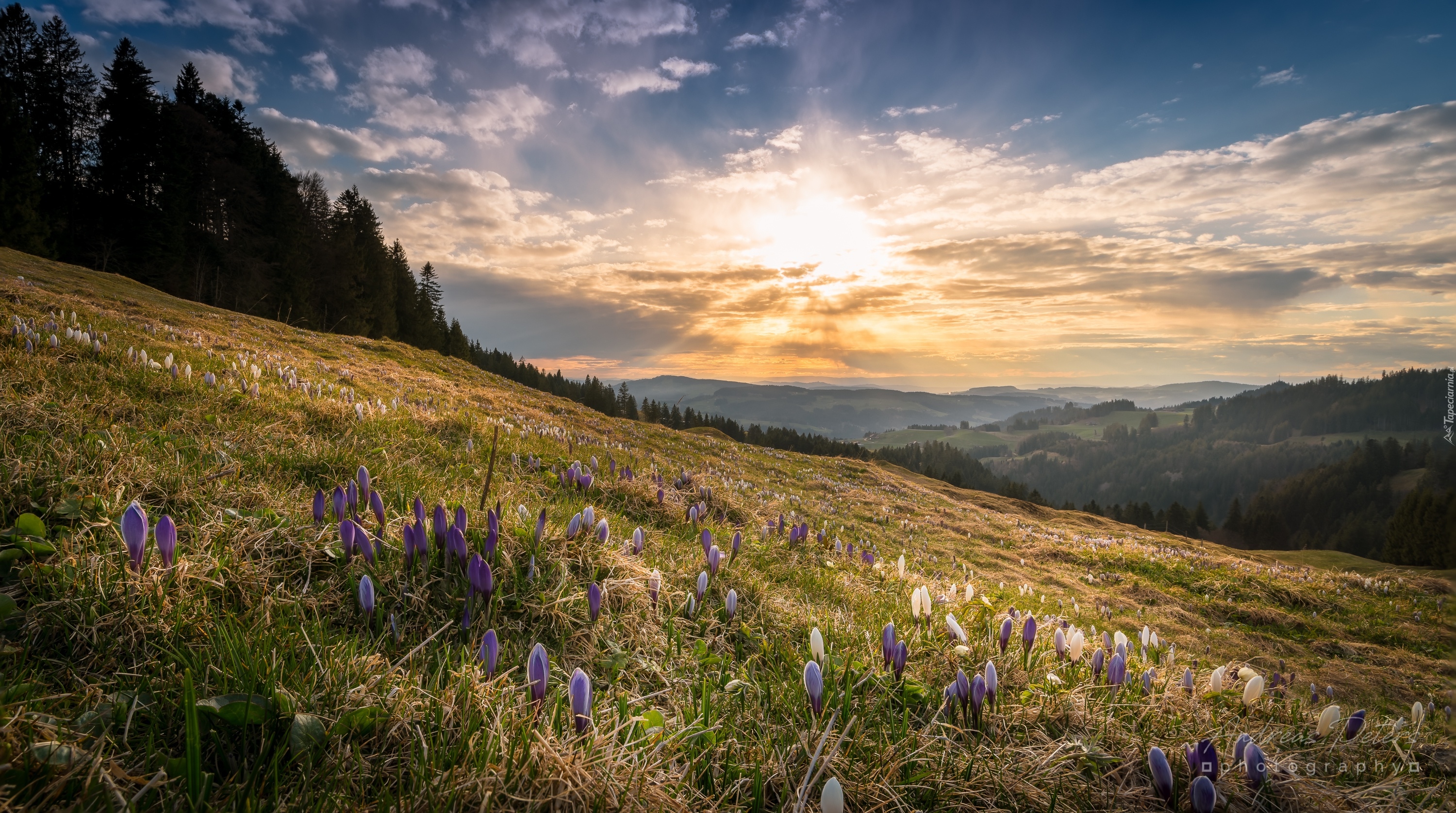 Rezerwat Biosfery Entlebuch, Okręg Lucerna, Szwajcaria, Wzgórza, Krokusy, Łąka, Drzewa, Wschód słońca