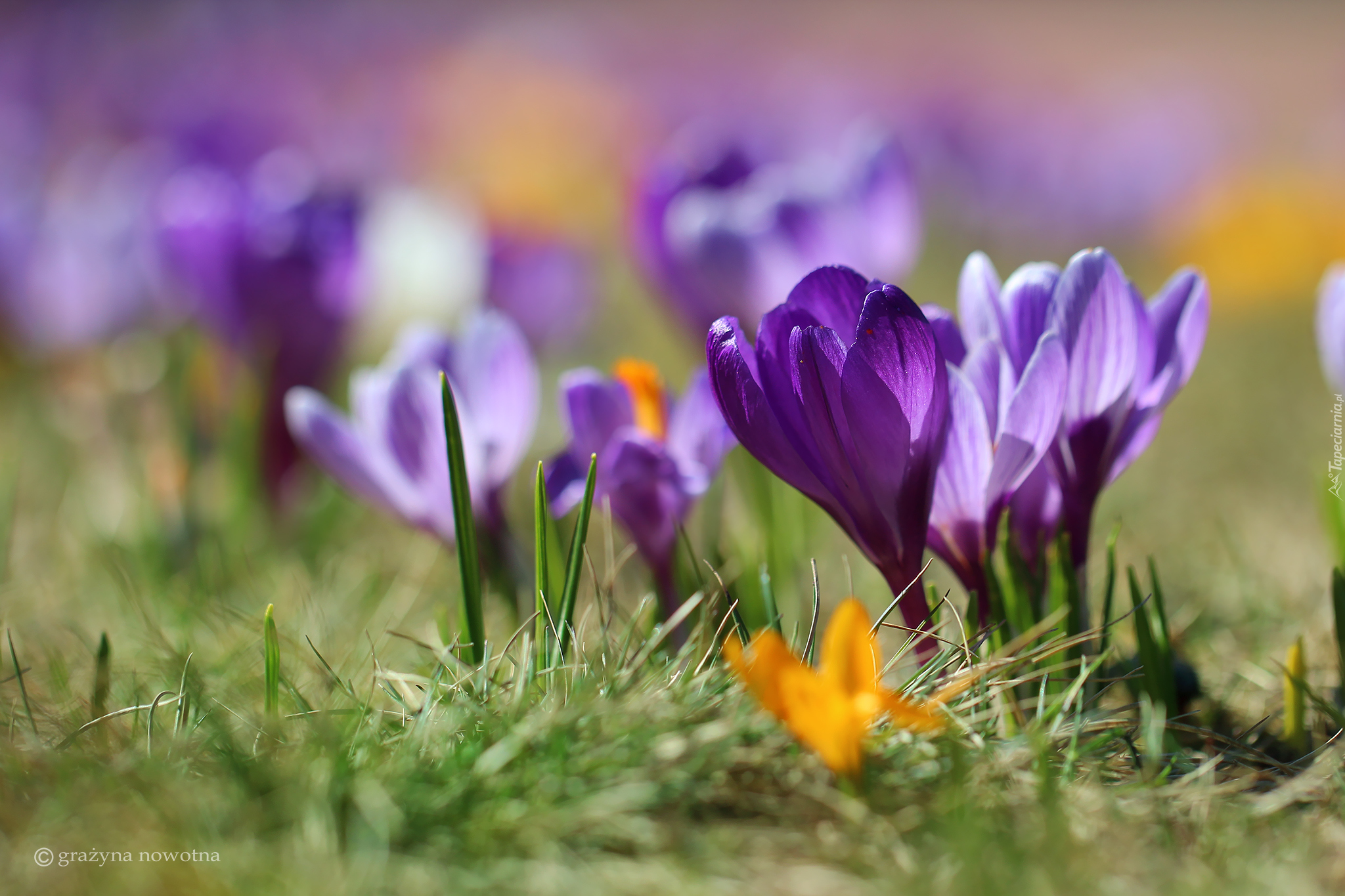 Fioletowy, Krokus, Trawa, Rozmycie