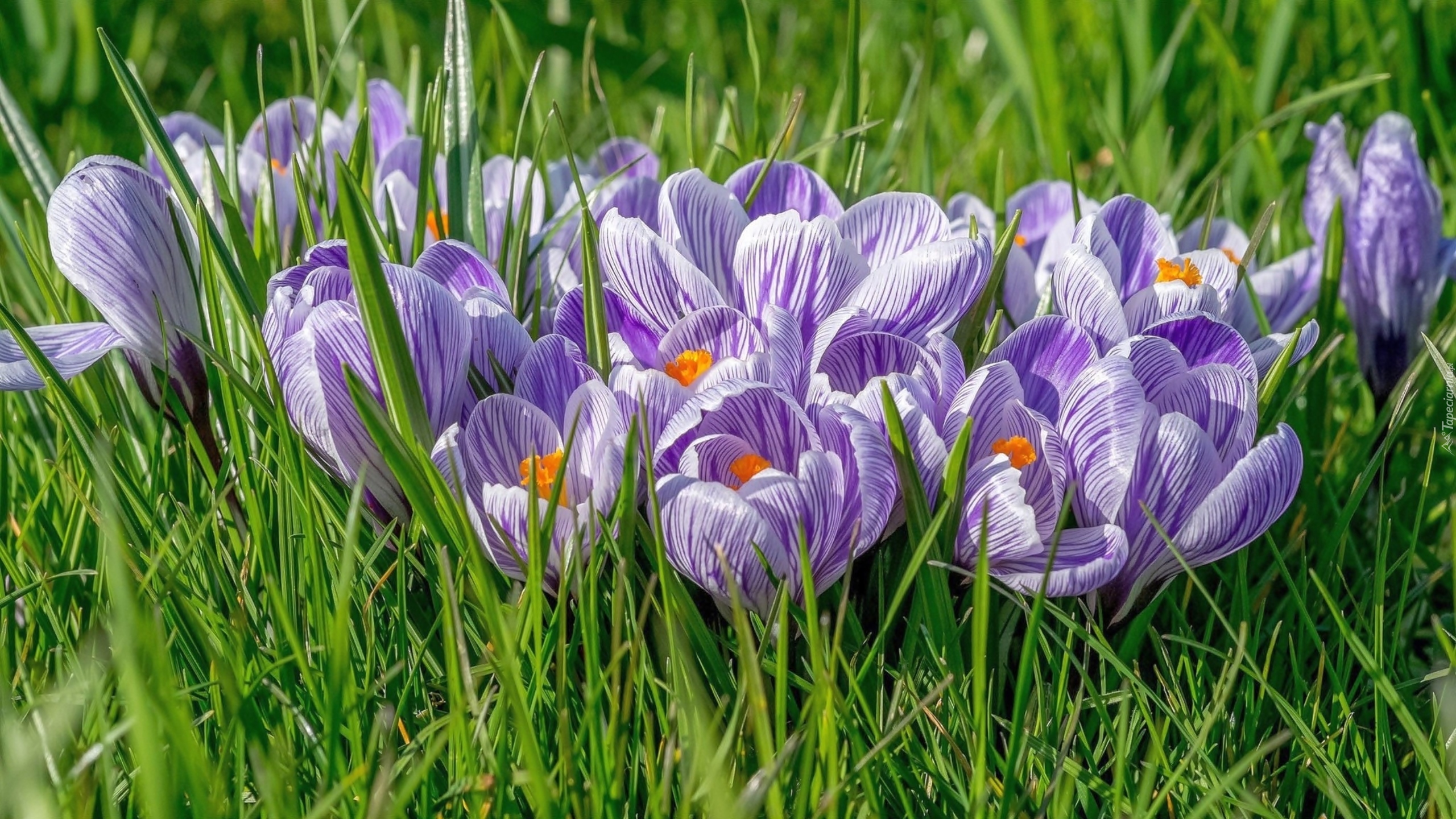 Szafran, Krokus, Wiosna