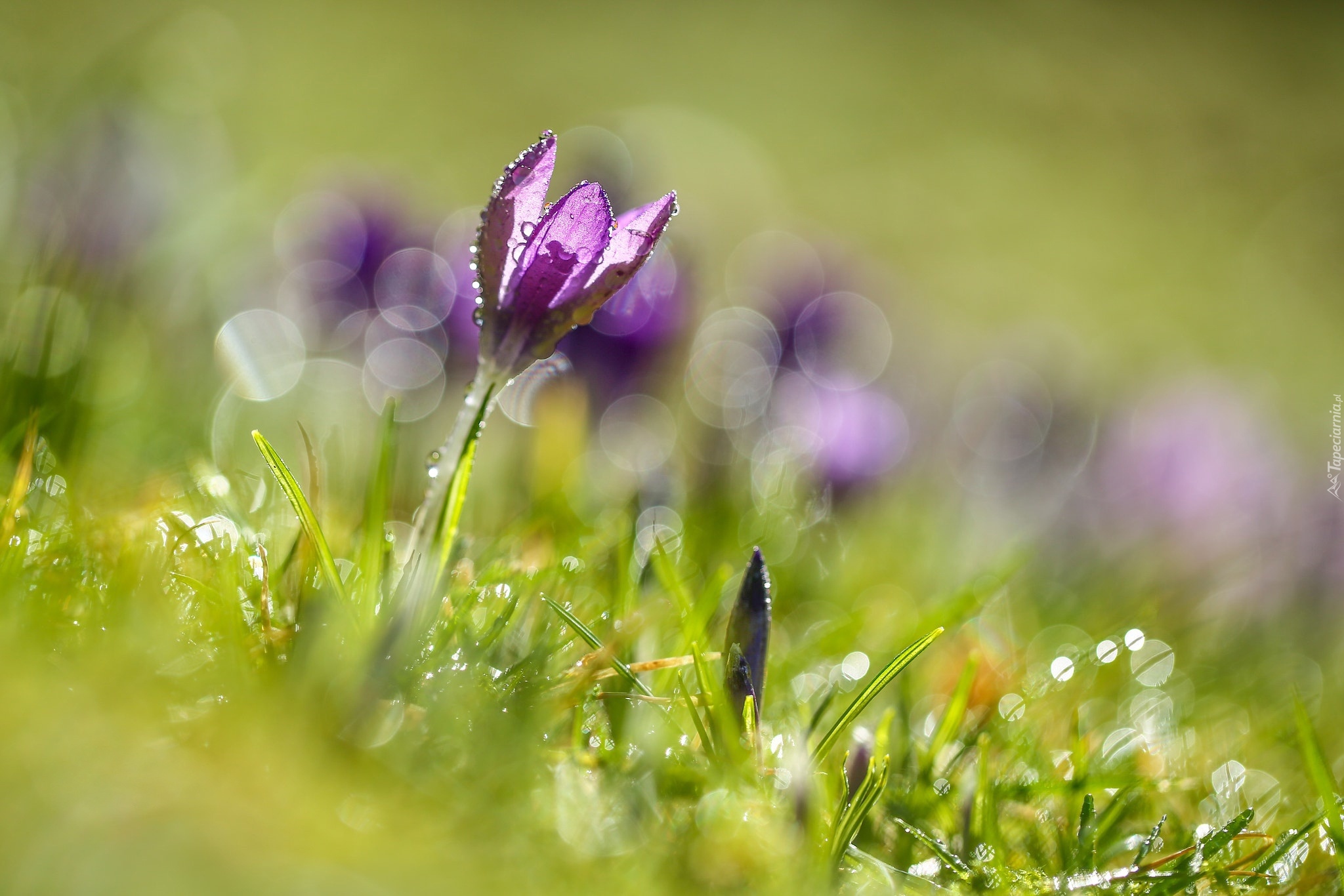 Łąka, Krokus, Trawa, Rosa, Zbliżenie