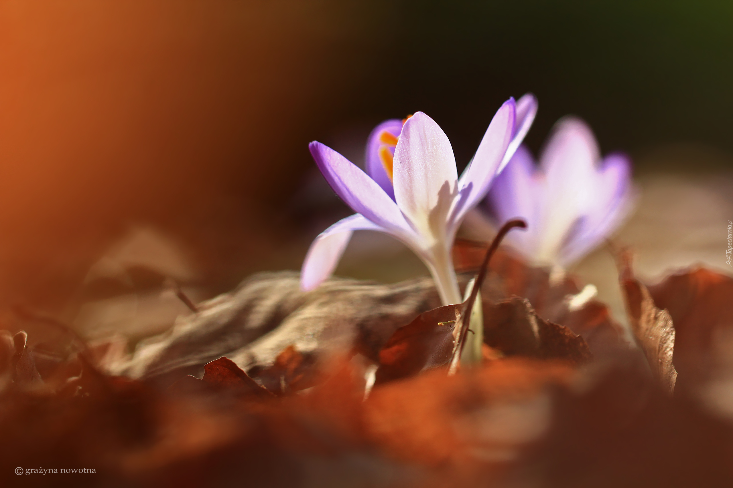 Fioletowy, Krokus, Kwiat, Liście