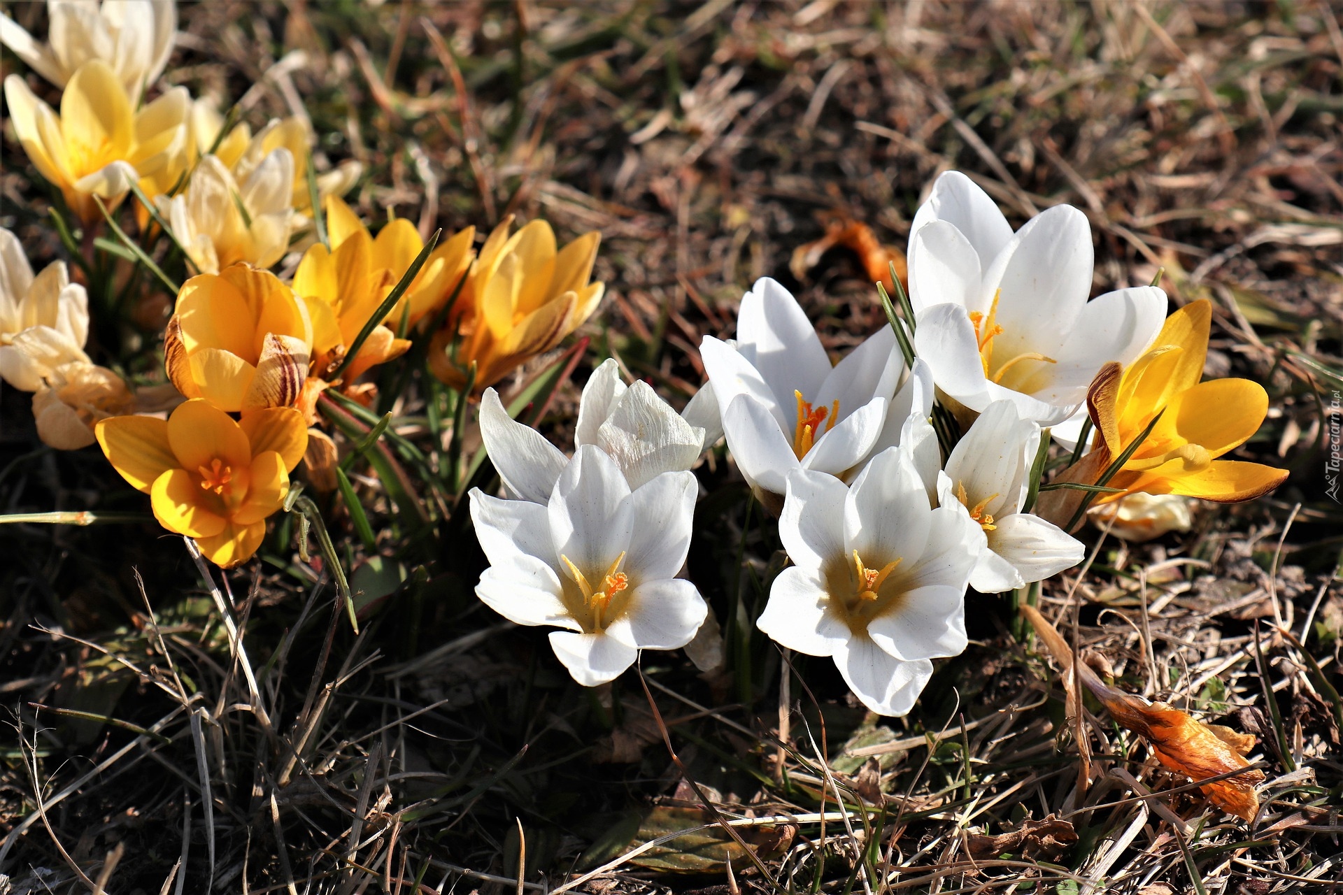 Białe, Żółte, Krokusy, Wiosenne, Kwiaty