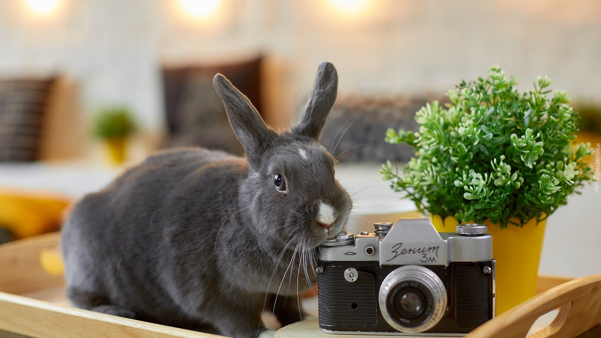 Królik, Aparat fotograficzny, Roślina