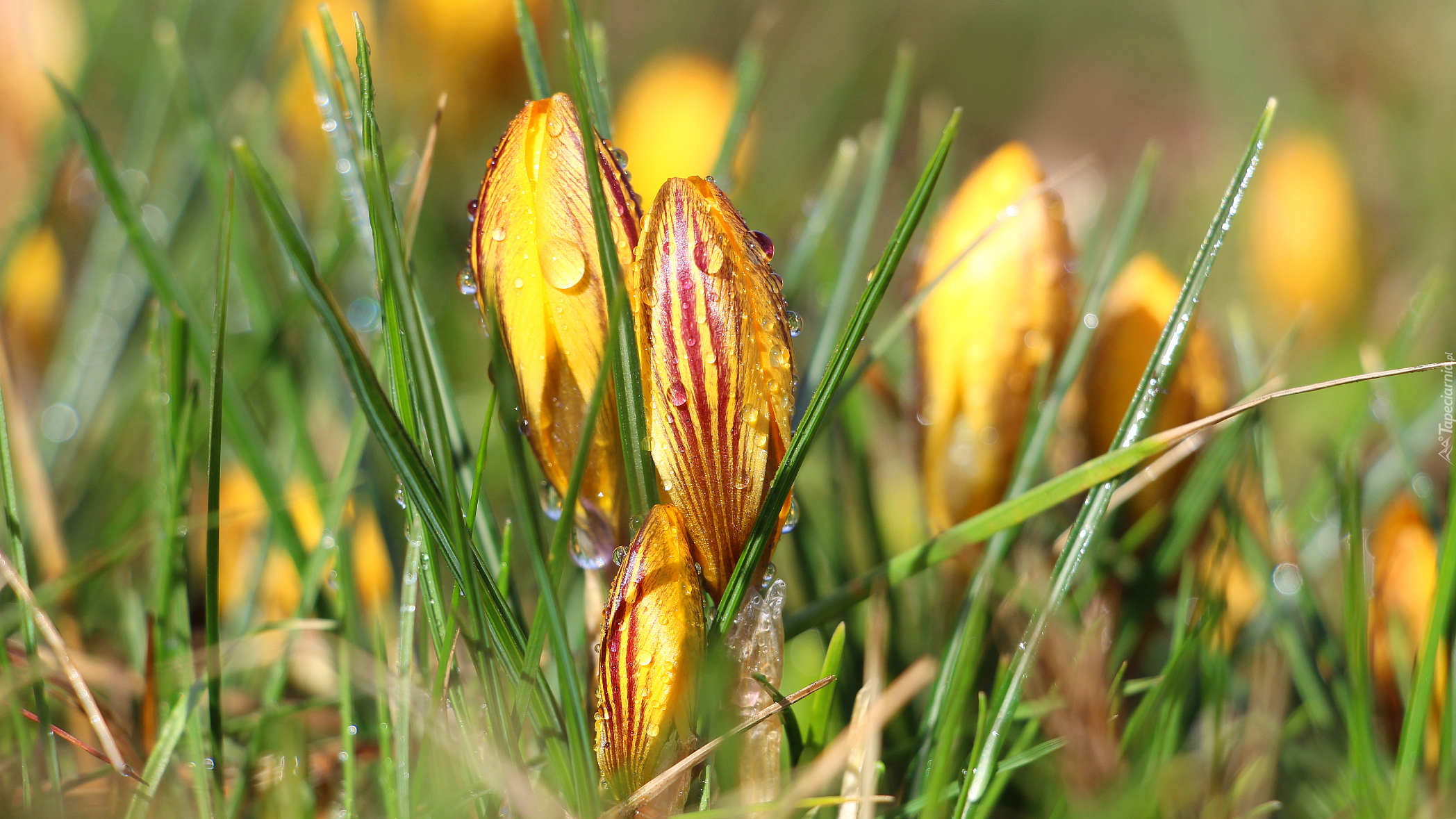 Pąk, Krokus, Krople