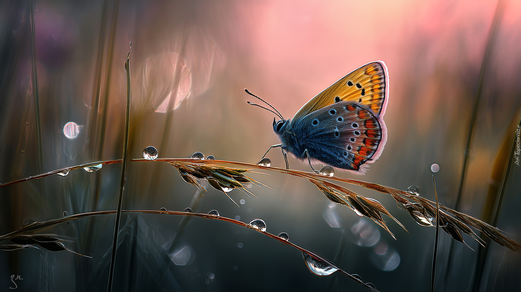 Motyl, Źdźbła, Krople, Trawa, Grafika AI