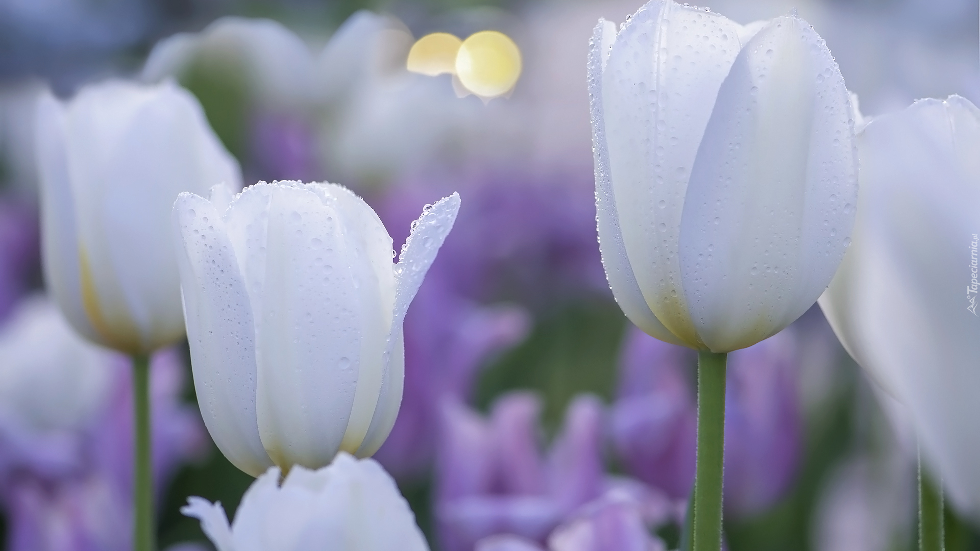 Kwiaty, Białe, Zroszone, Tulipany