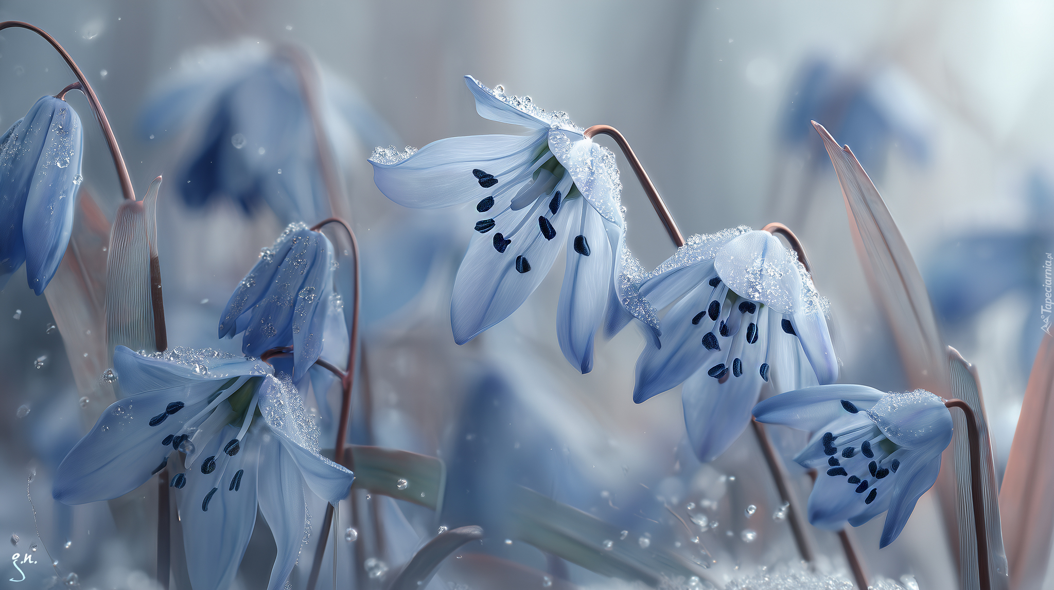 Cebulica syberyjska, Niebieskie, Kwiaty, Grafika AI