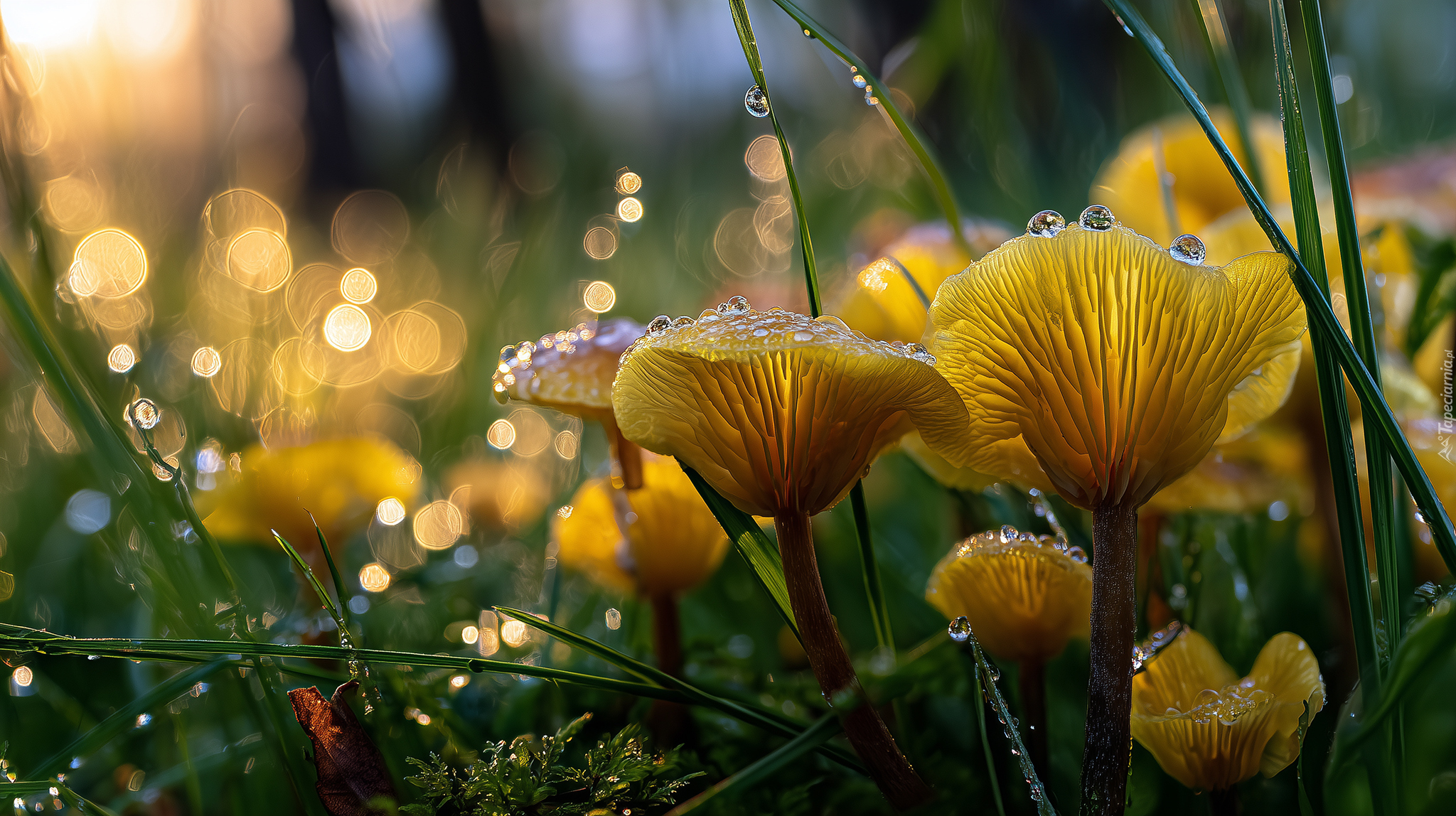 Żółte, Grzyby, Trawa, Bokeh, Krople, Grafika AI