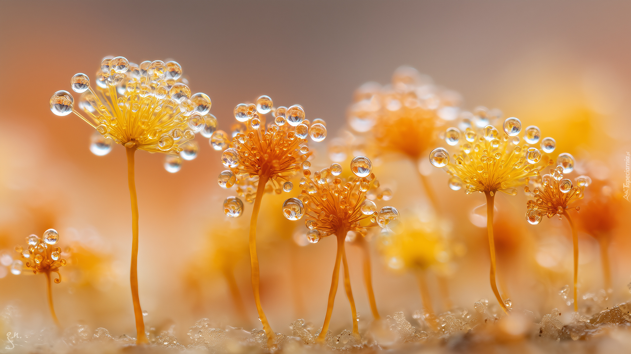 Żółte, Śluzowce, Grzyby, Krople, Rosa, Grafika AI