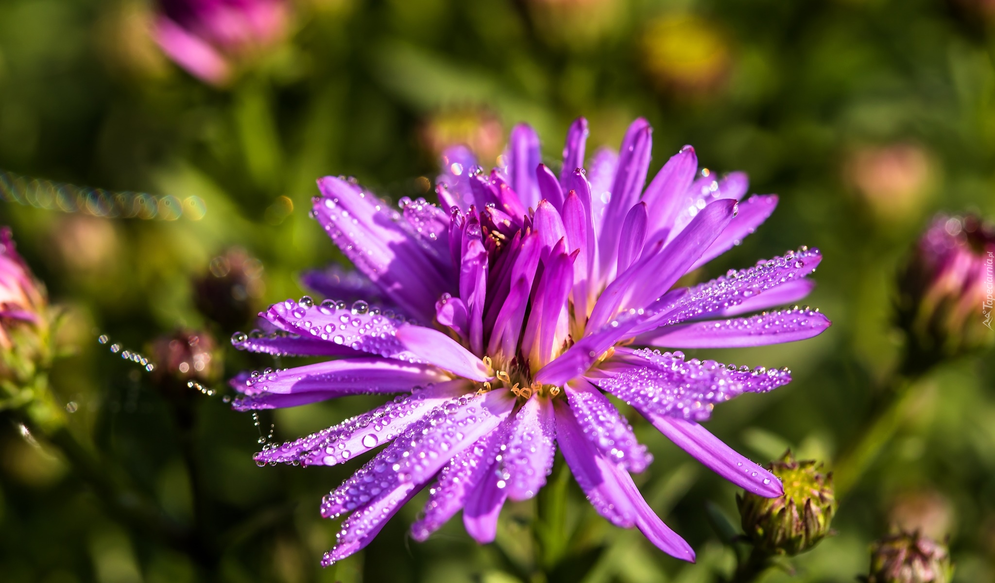 Aster marcinek, Kwiat, Krople, Światło