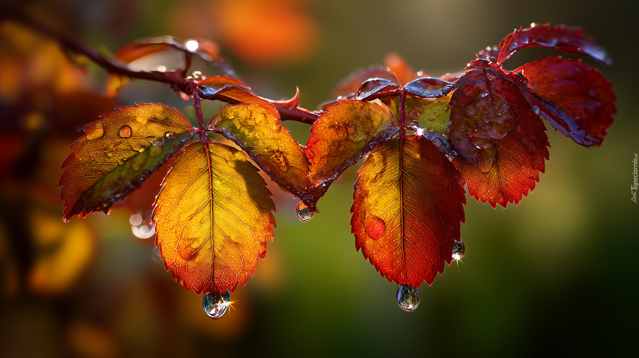 Jesienne, Mokre, Liście, Krople, Grafika AI