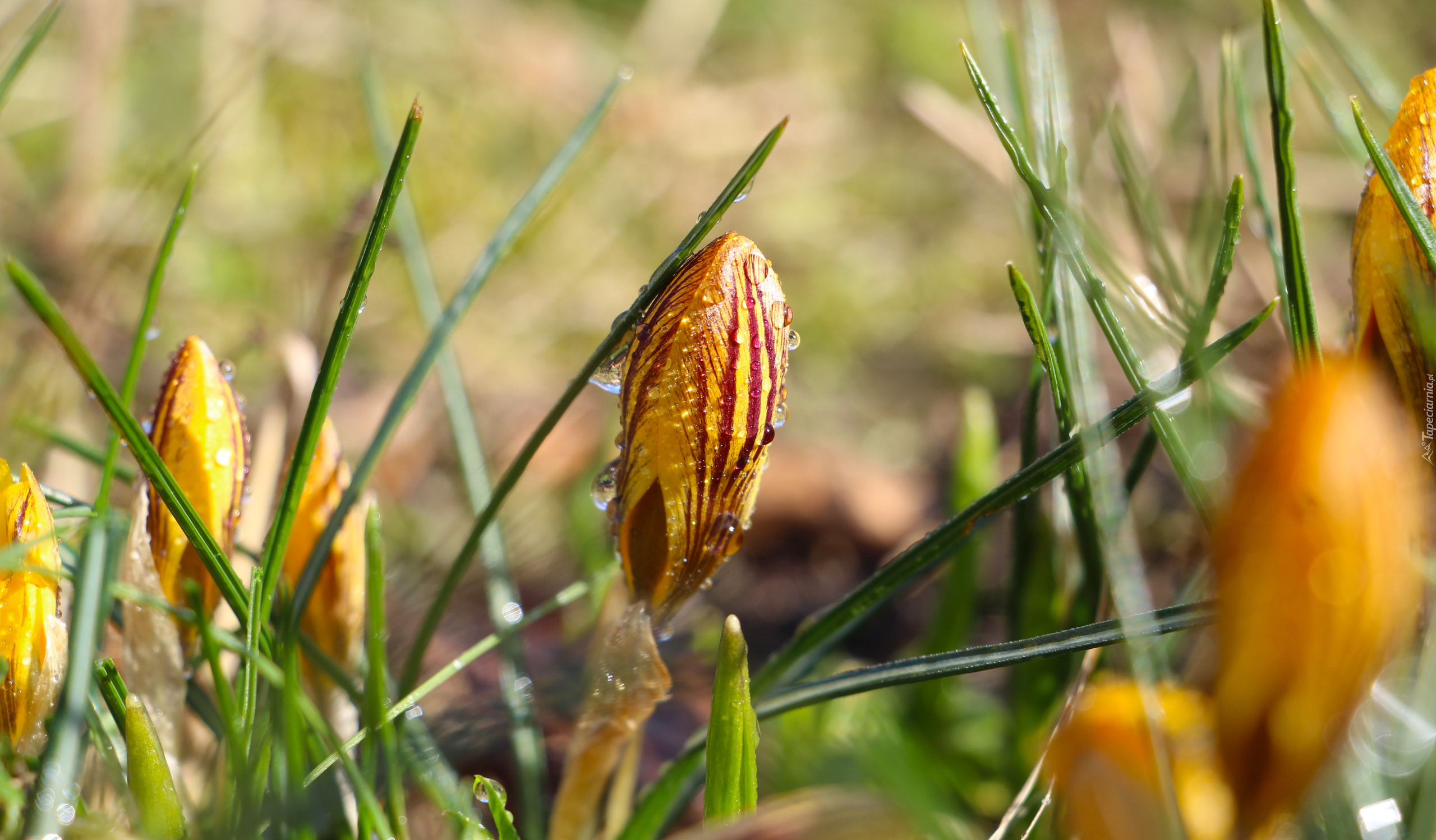 Krokus, Pąk, Krople