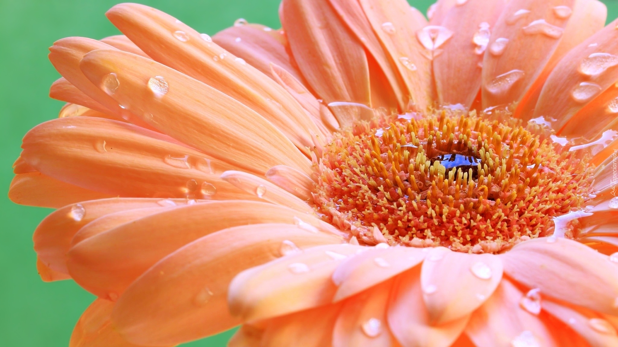 Łososiowa, Gerbera, Krople, Zbliżenie