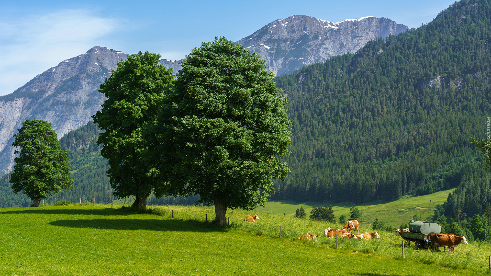 Góry Alpy, Lasy, Łąki, Drzewa, Krowy, Saalfelden, Austria