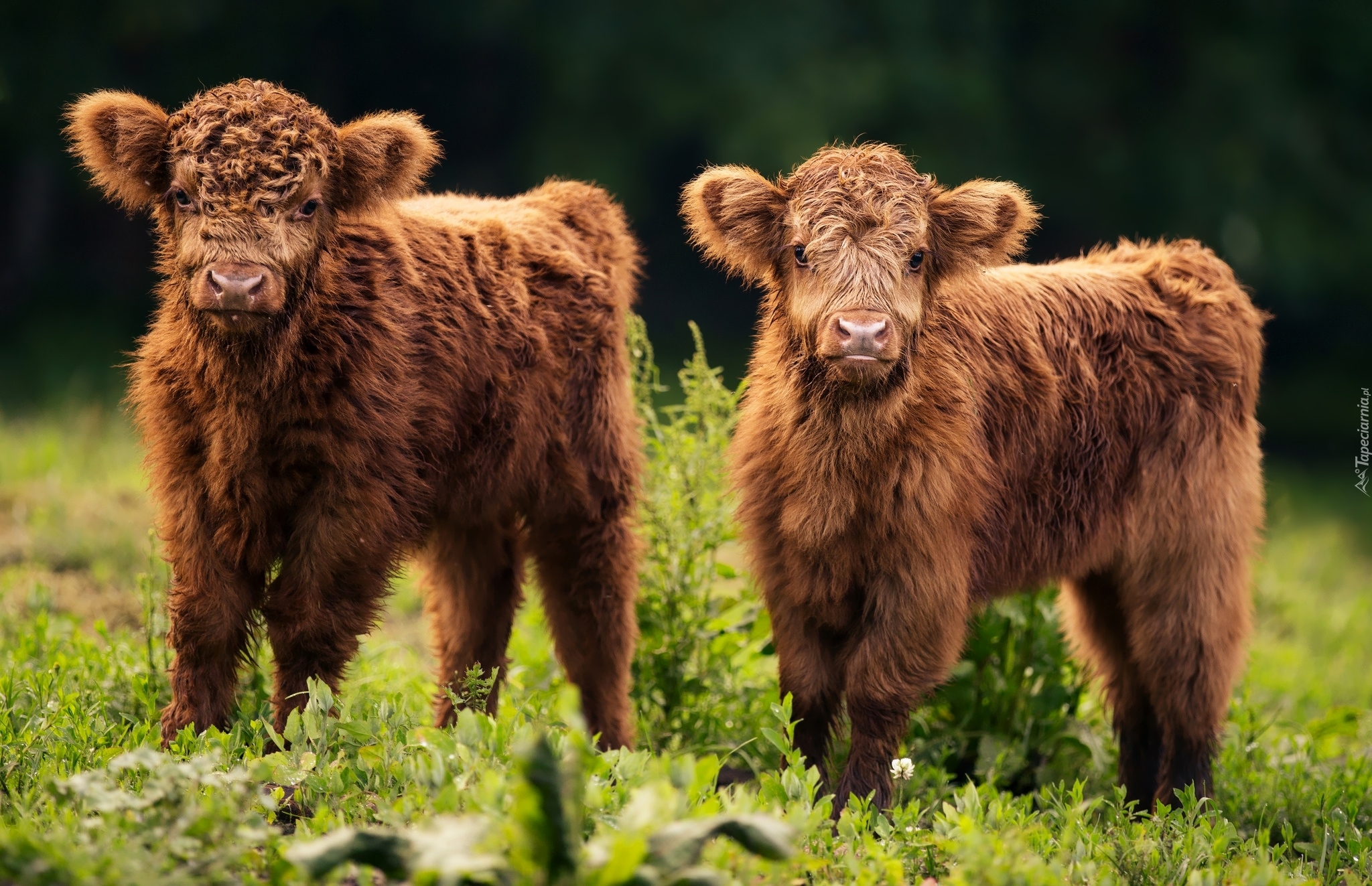 Dwie, Młode, Krówki, Szkocka rasa wyżynna, Highland cattle