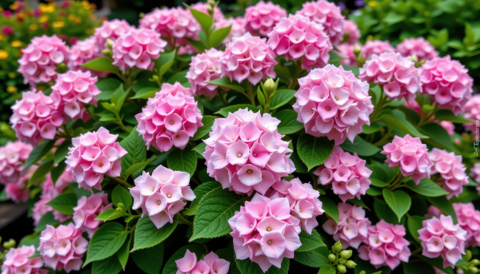 Hortensja, Różowe, Kwiaty, Listki, Krzew
