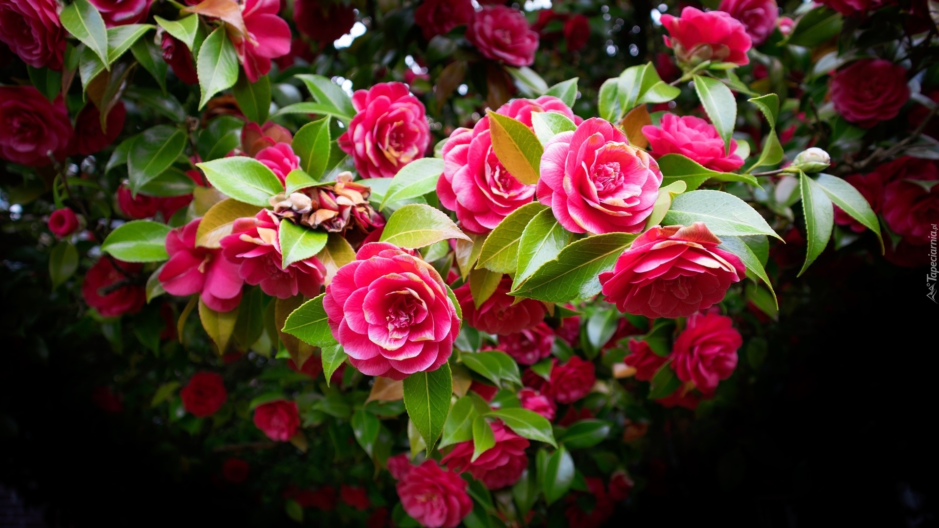 Kamelia japońska, Różowe, Kwiaty, Liście, Krzew