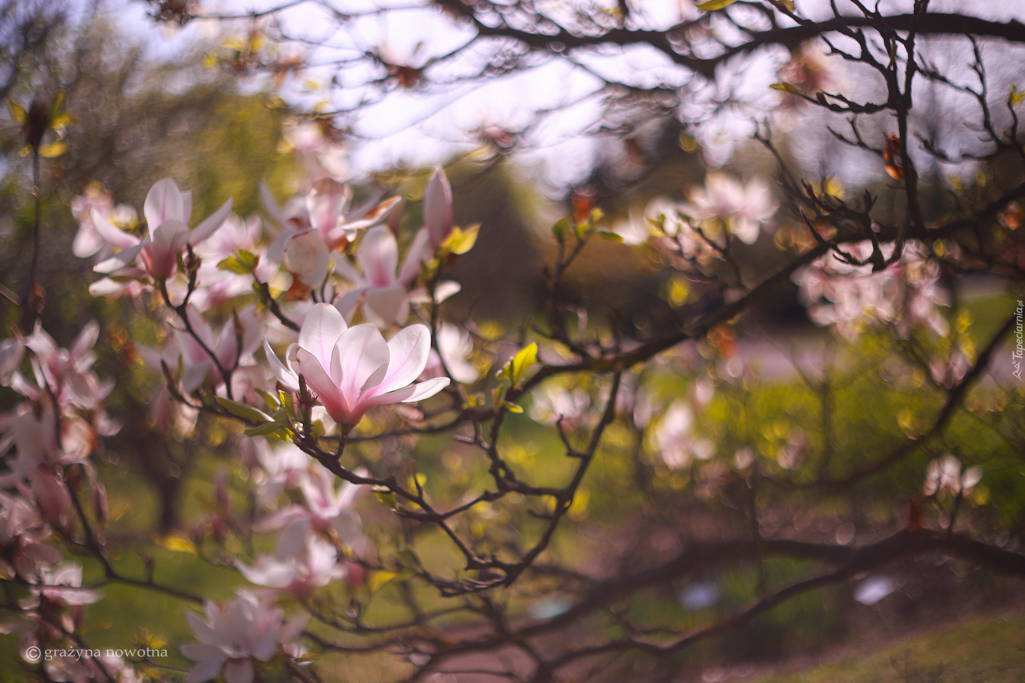 Magnolia, Różowe, Kwiaty, Krzew, Gałązki