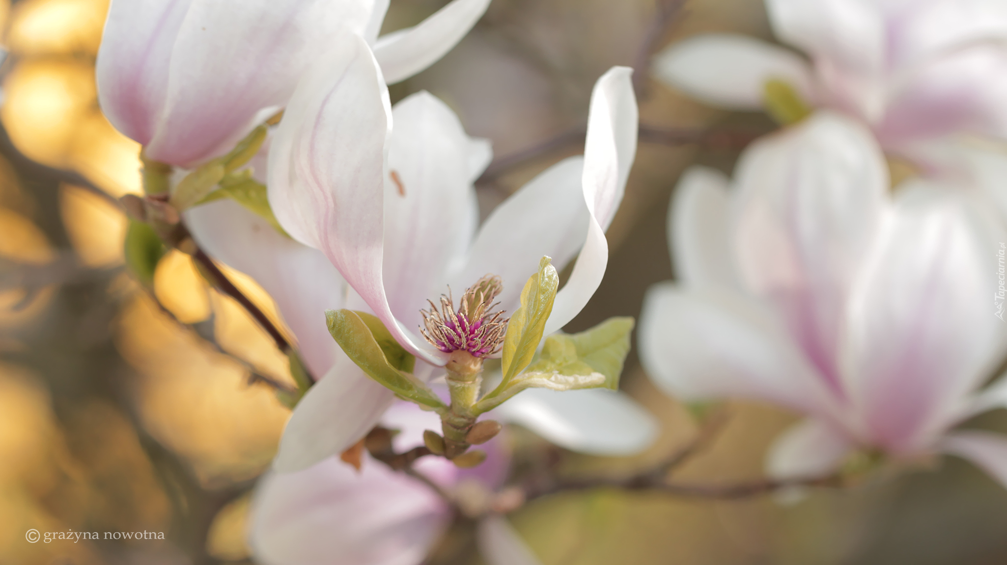 Magnolia, Różowa, Kwiat, Krzew