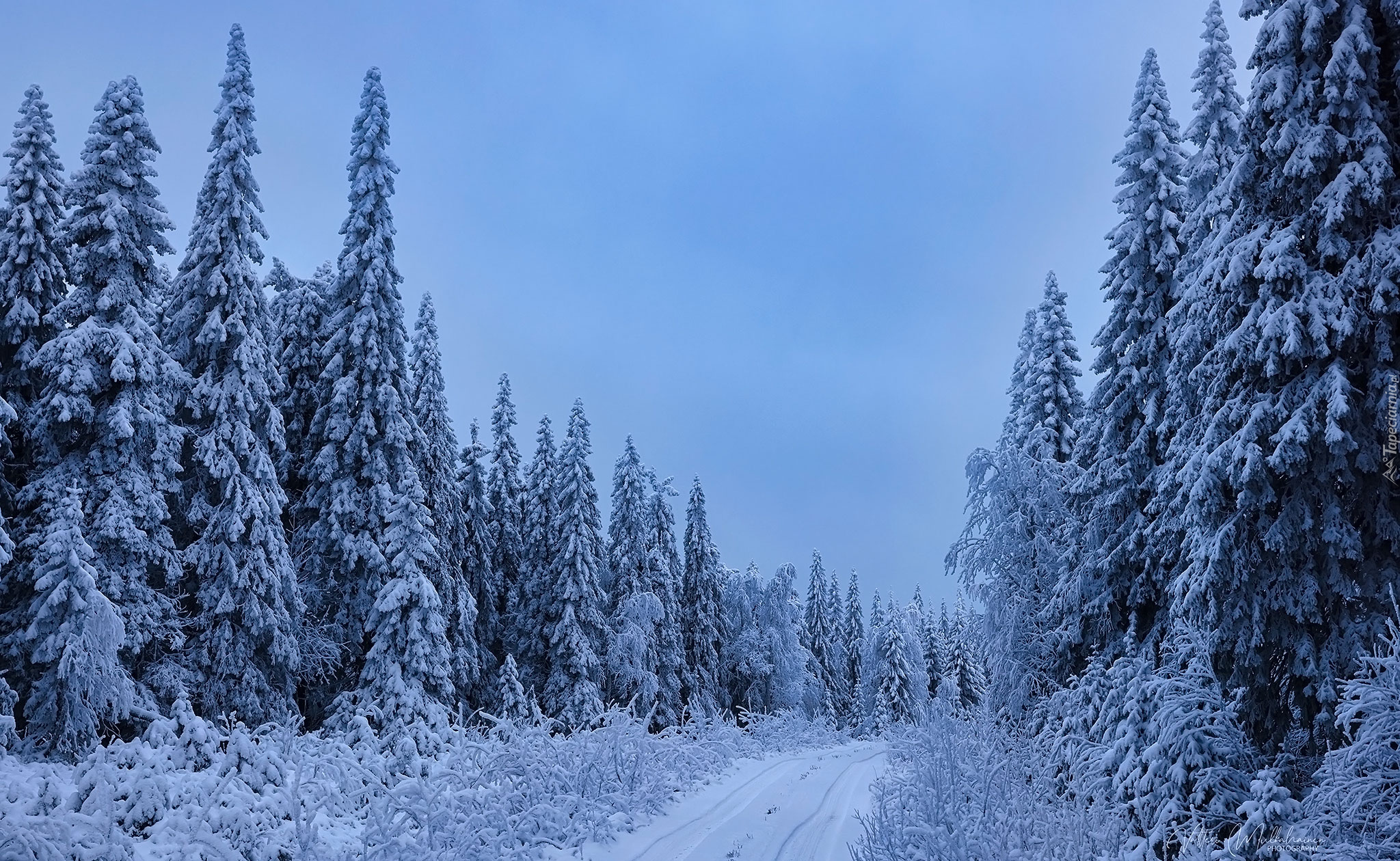 Zima, Śnieg, Droga, Las, Drzewa