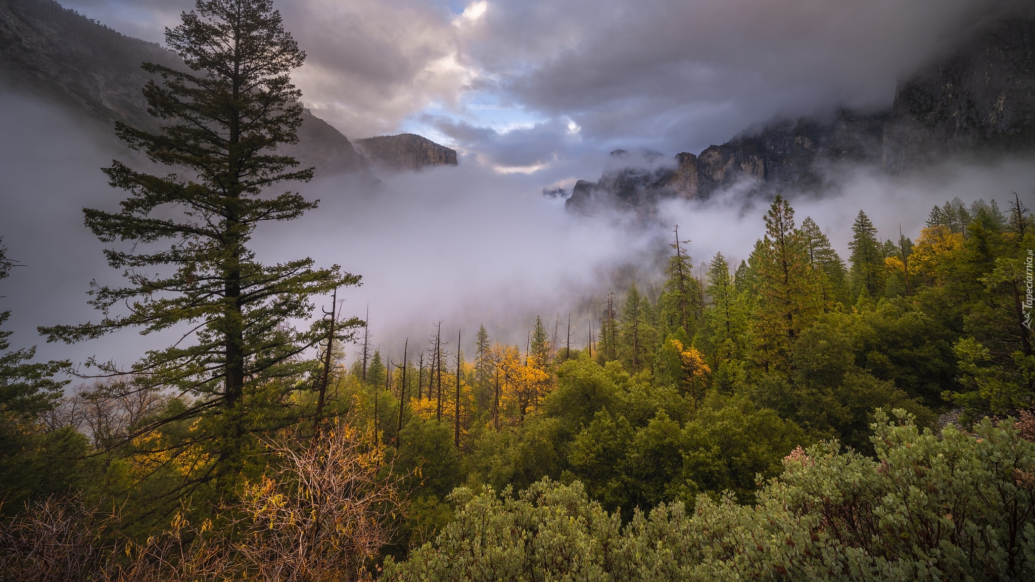 Góry, Mgła, Drzewa, Krzewy, Park Narodowy Yosemite, Kalifornia, Stany Zjednoczone