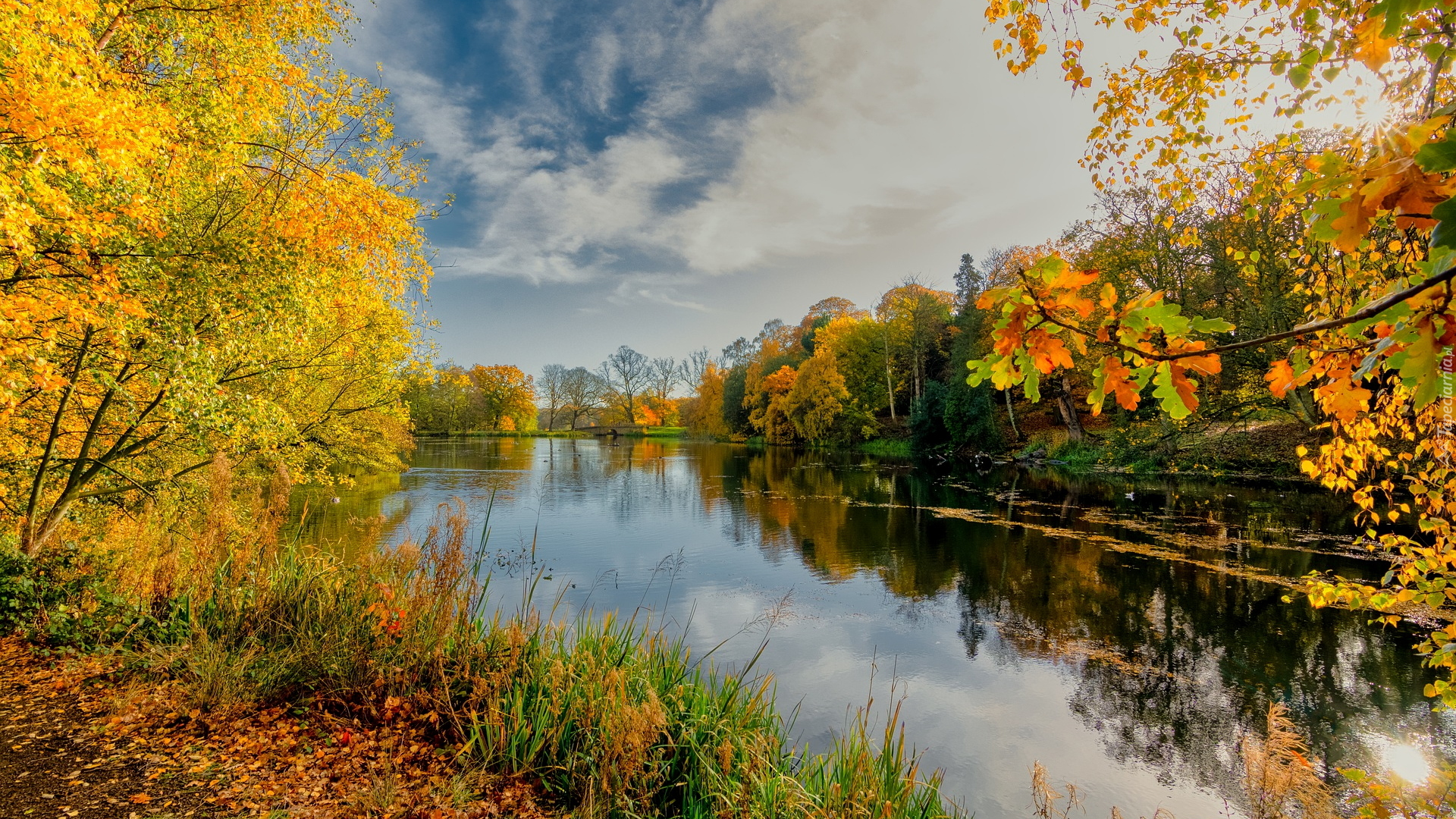 Jezioro, Brzeg, Drzewa, Krzewy, Liście, Jesień