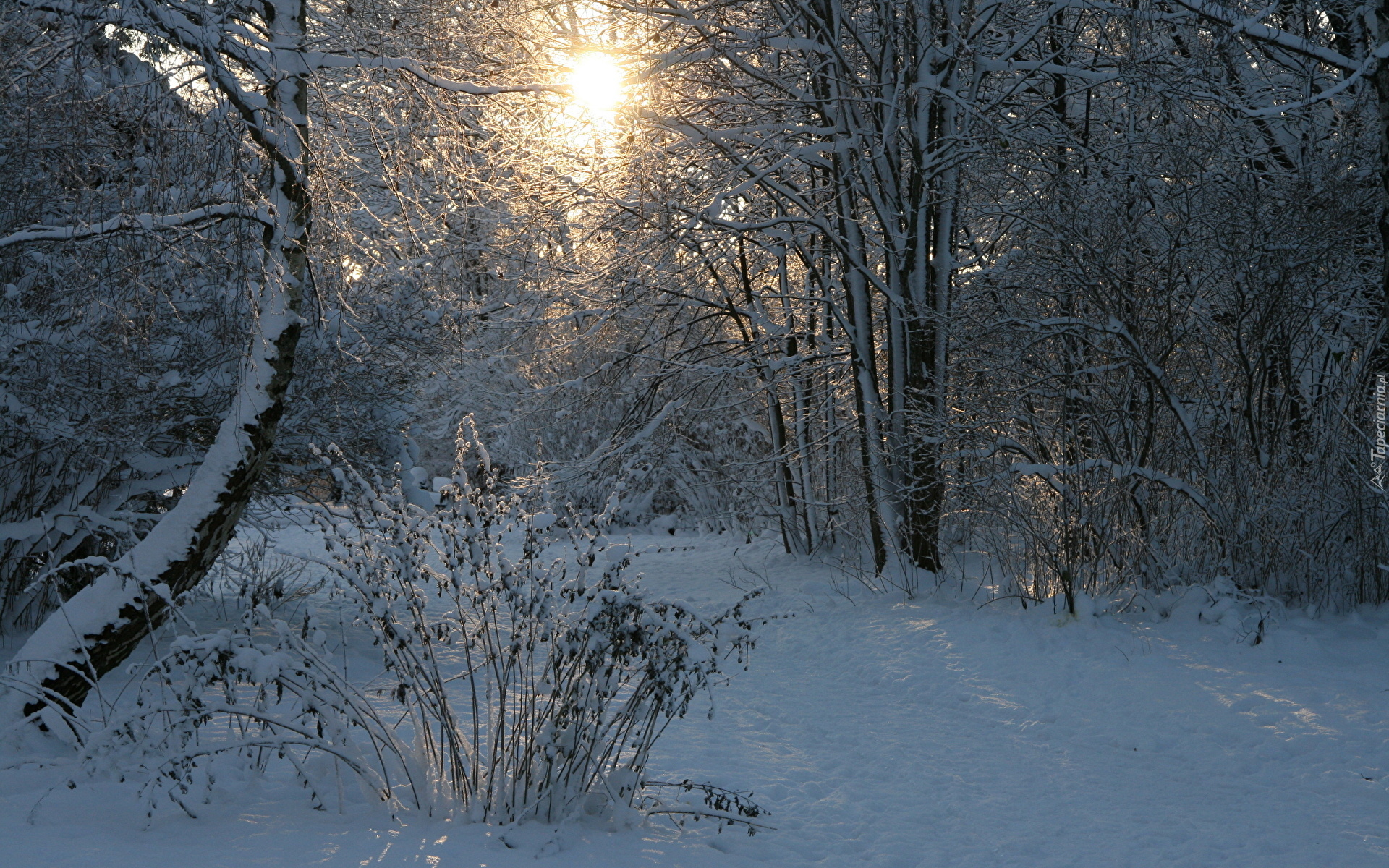 Zima, Śnieg, Las, Drzewa, Krzewy