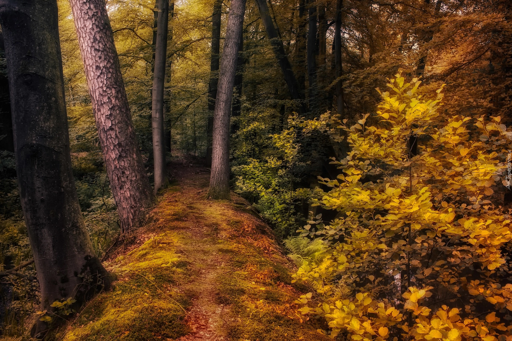 Las, Ścieżka, Krzewy, Jesień