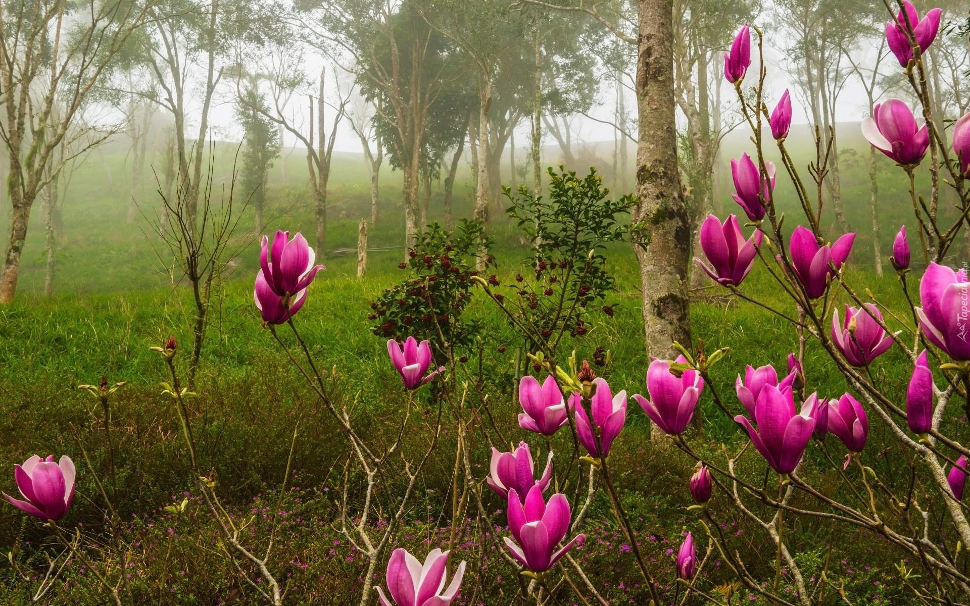 Krzewy, Magnolia, fioletowa,  Las, Brzozy, Mgła, Poranek