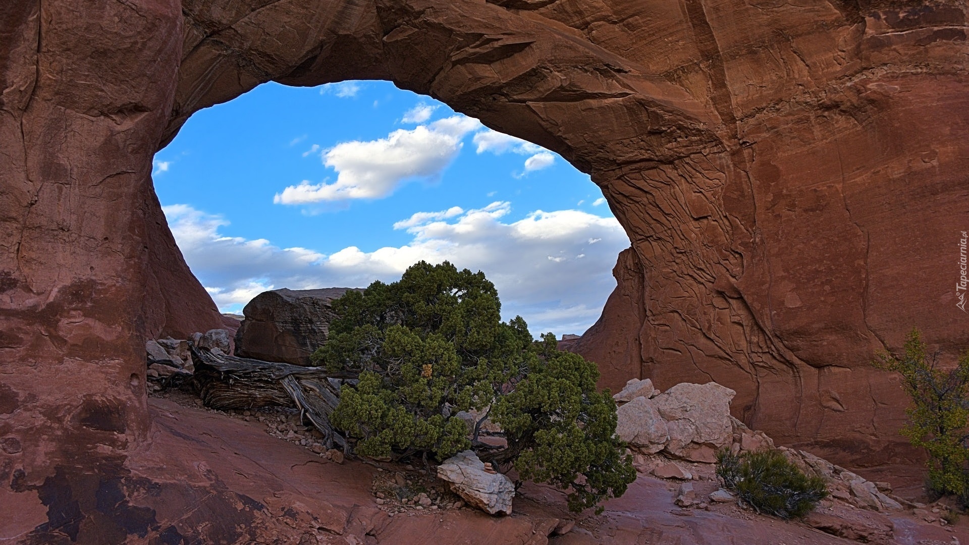 Skały, Krzewy, Iglaki, Widok, Niebo, Park Narodowy Arches, Stany Zjednoczone