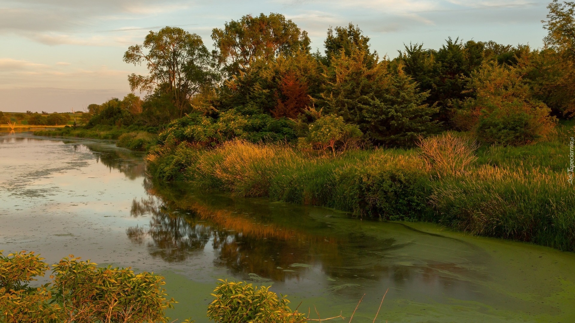 Jezioro, Prairie Rose Lake, Drzewa, Krzewy, Rośliny, Stan Iowa, Stany Zjednoczone