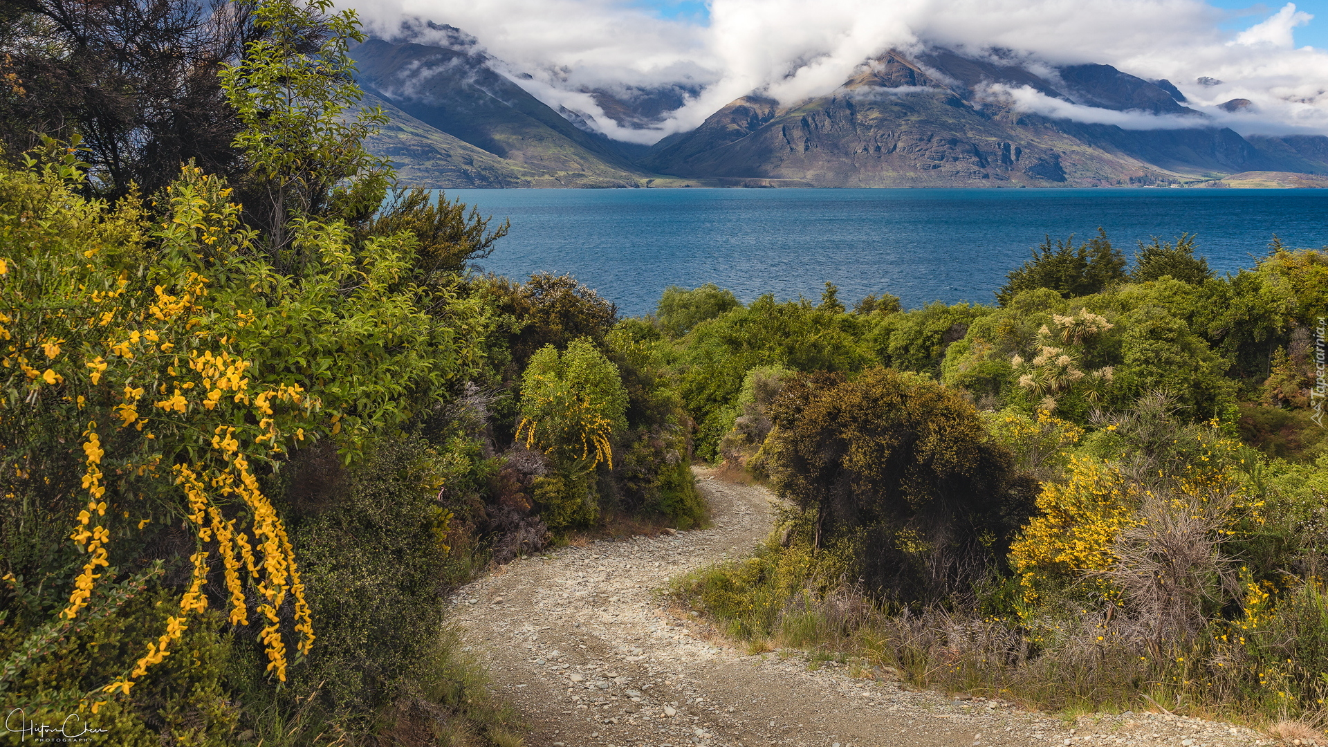Góry, Jezioro Wakatipu, Droga, Krzewy, Żółte, Kwiaty, Nowa Zelandia