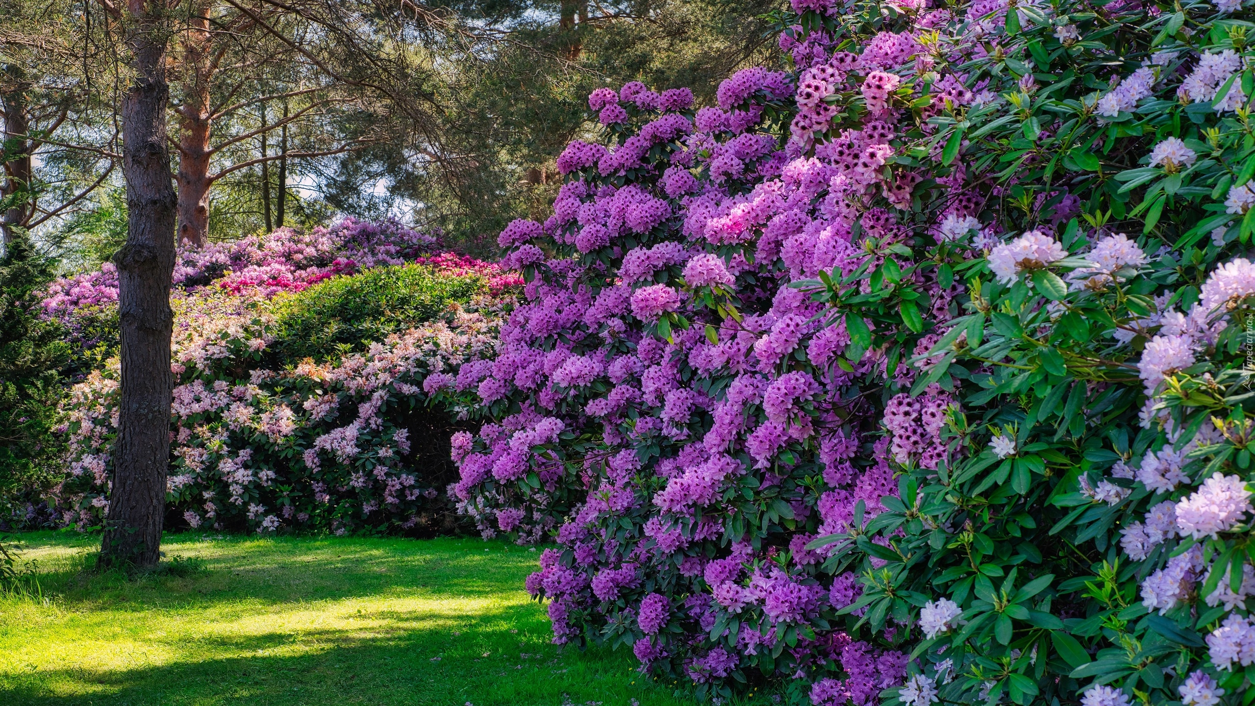 Krzewy, Kolorowe, Różaneczniki, Rododendrony