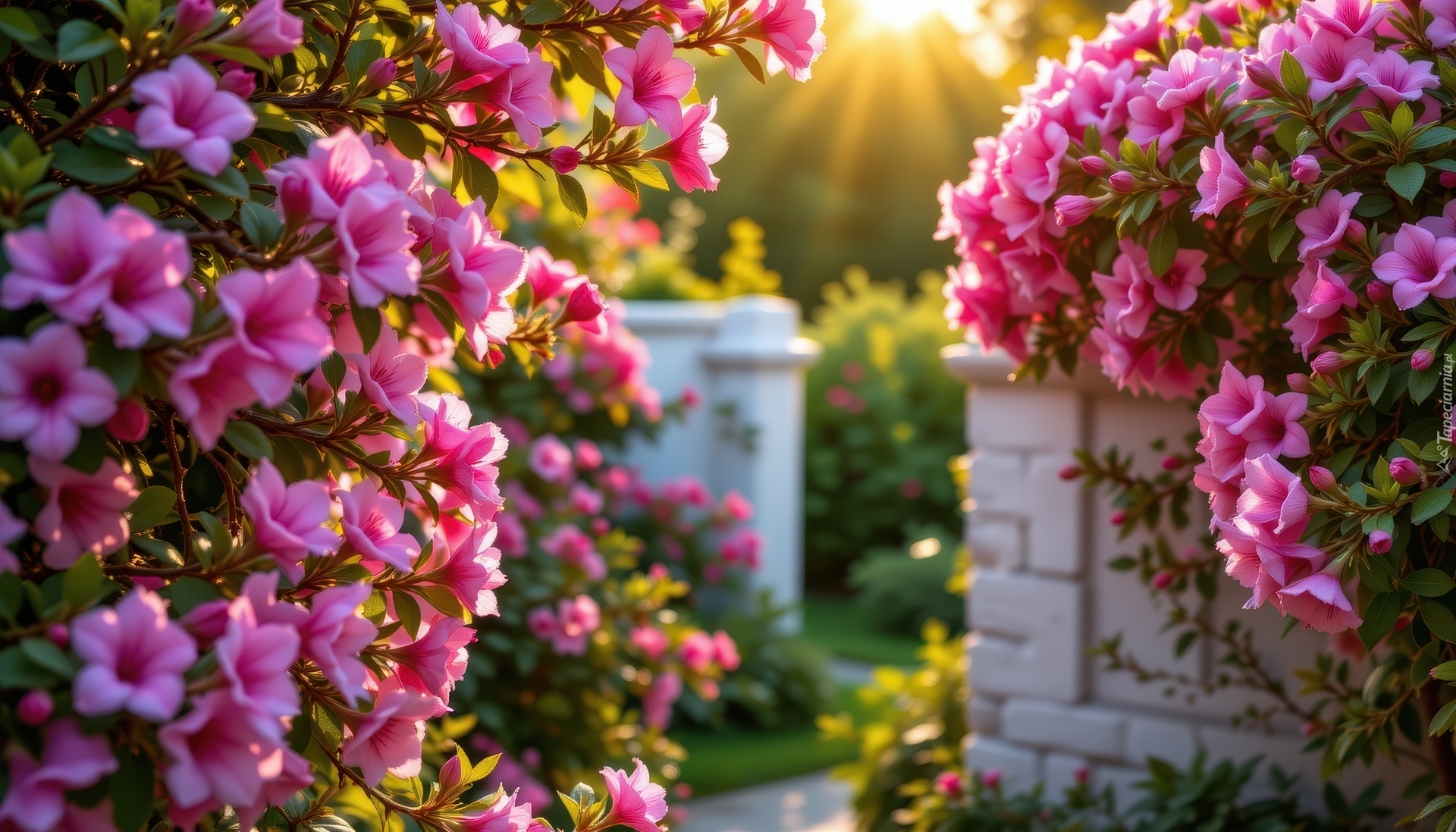 Różowe, Kwiaty, Gałązki, Azalia, Różanecznik, Mur, Ogród