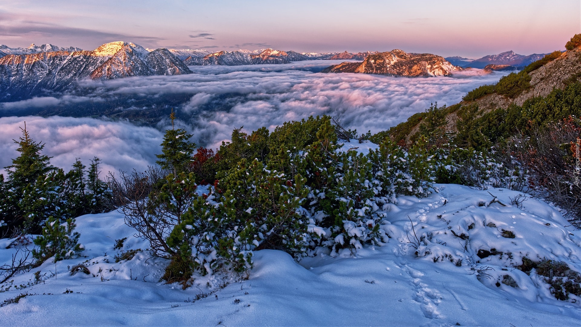 Poranek, Góry, Mgła, Śnieg, Iglaki, Krzewy