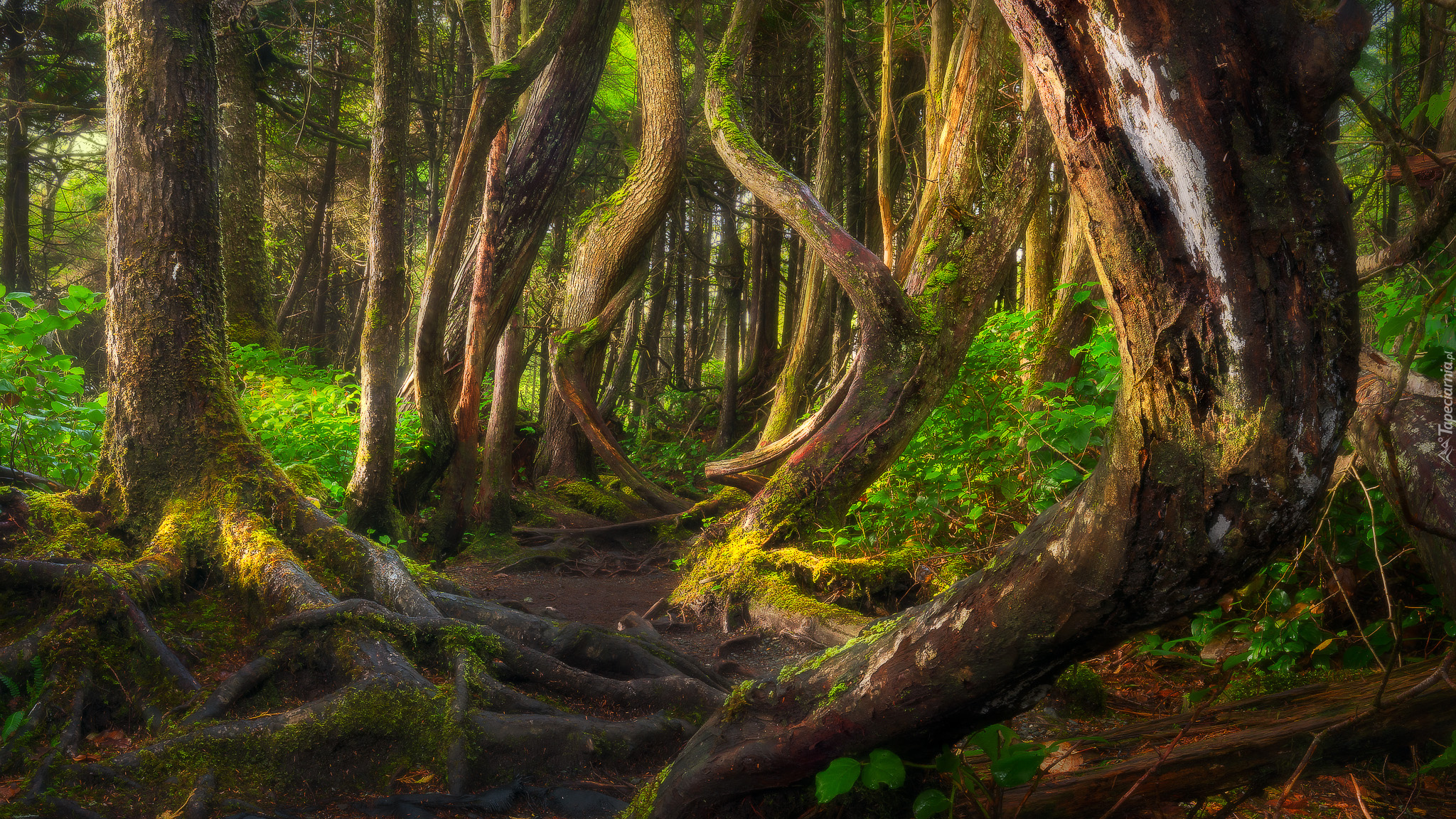 Las, Drzewa, Krzywe, Pnie, Botanical Beach, Port Renfrew, Kolumbia Brytyjska, Kanada